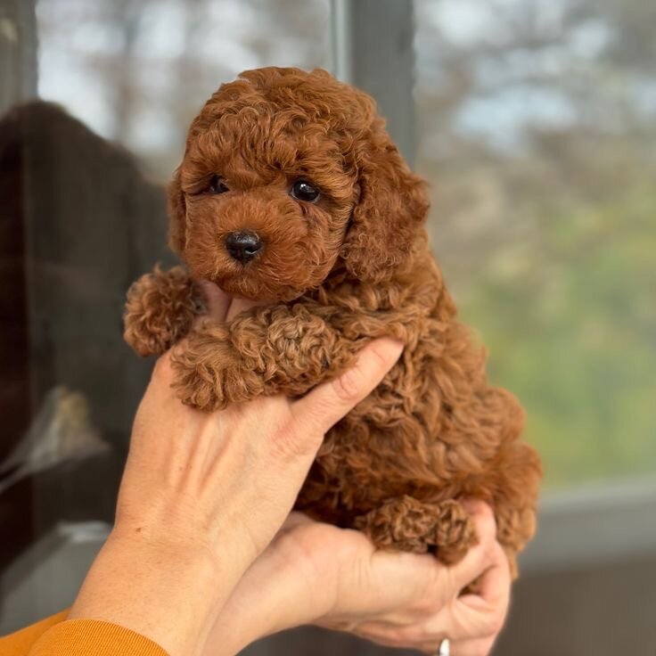 Adorable Teacup Poodle puppies image 1