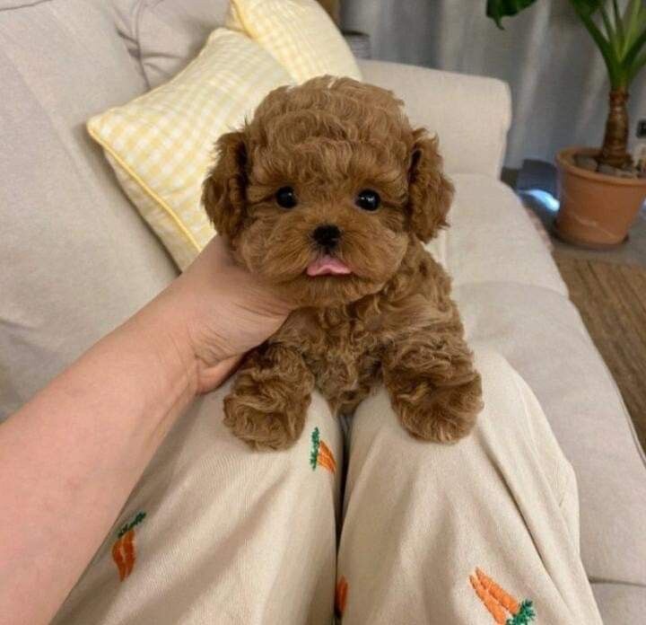 Adorable Teacup Poodle puppies image 2