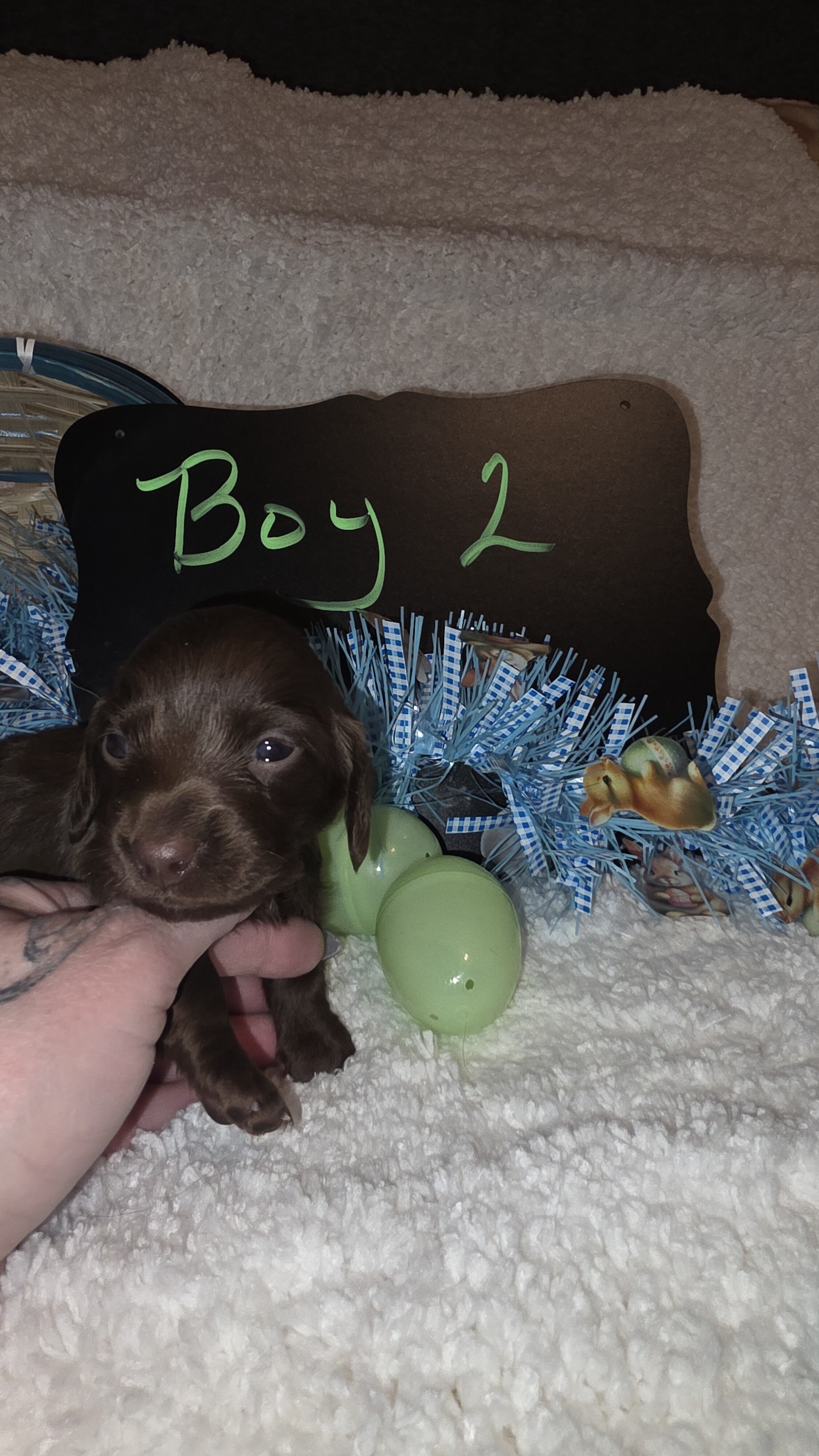Mini Dachshund Male  long hair image 1