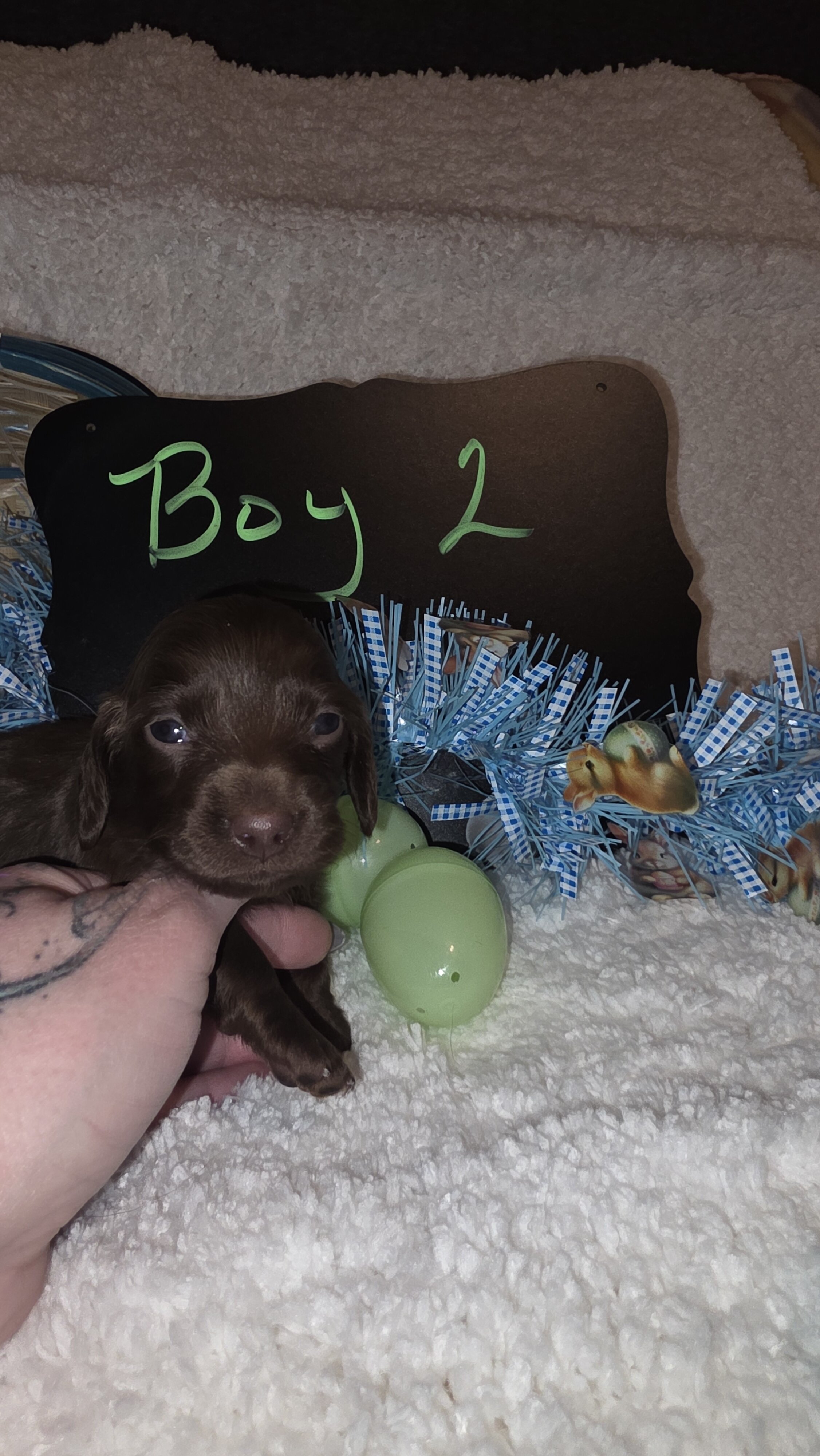 Mini Dachshund Male  long hair image 2