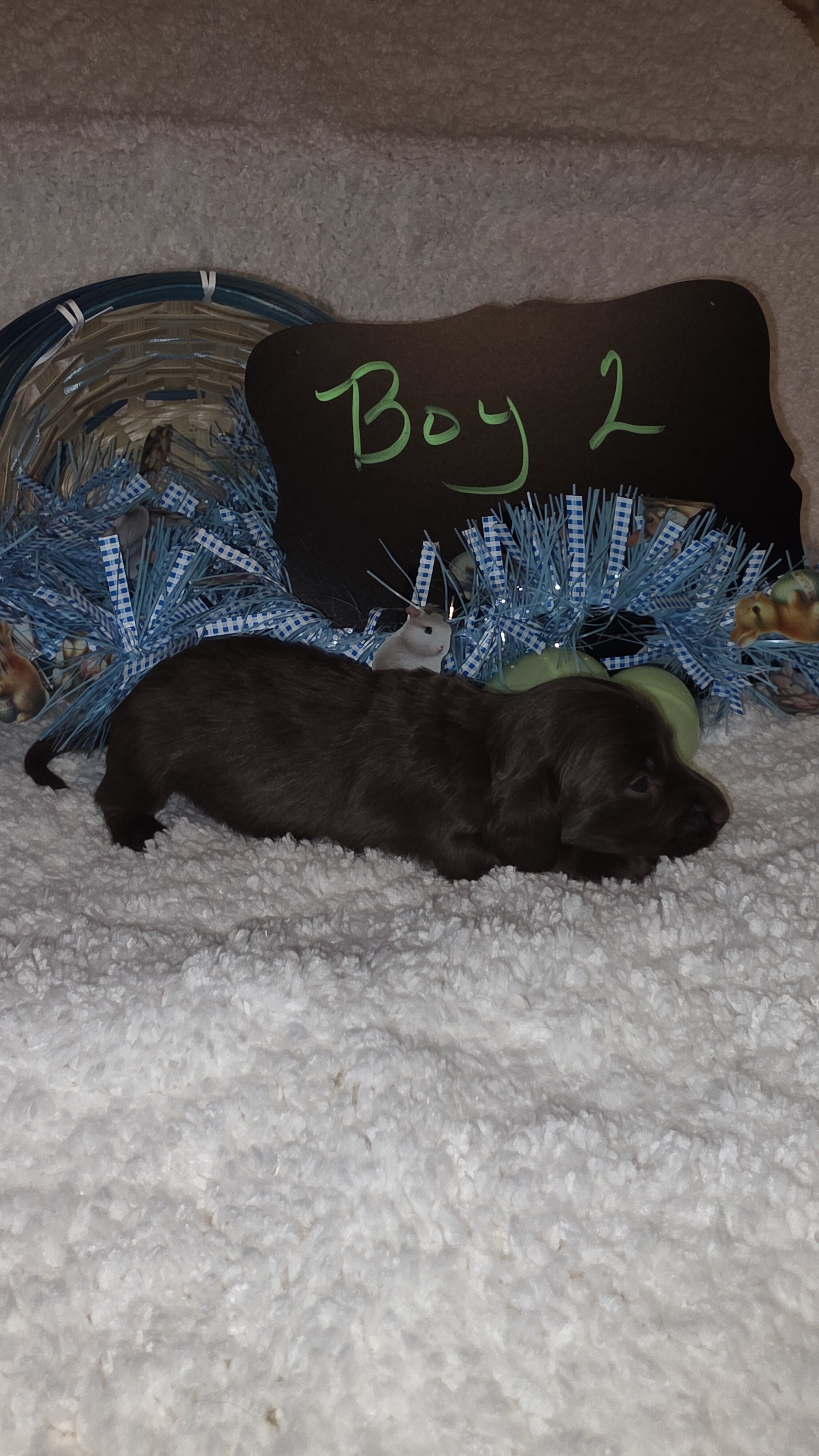 Mini Dachshund Male  long hair image 3