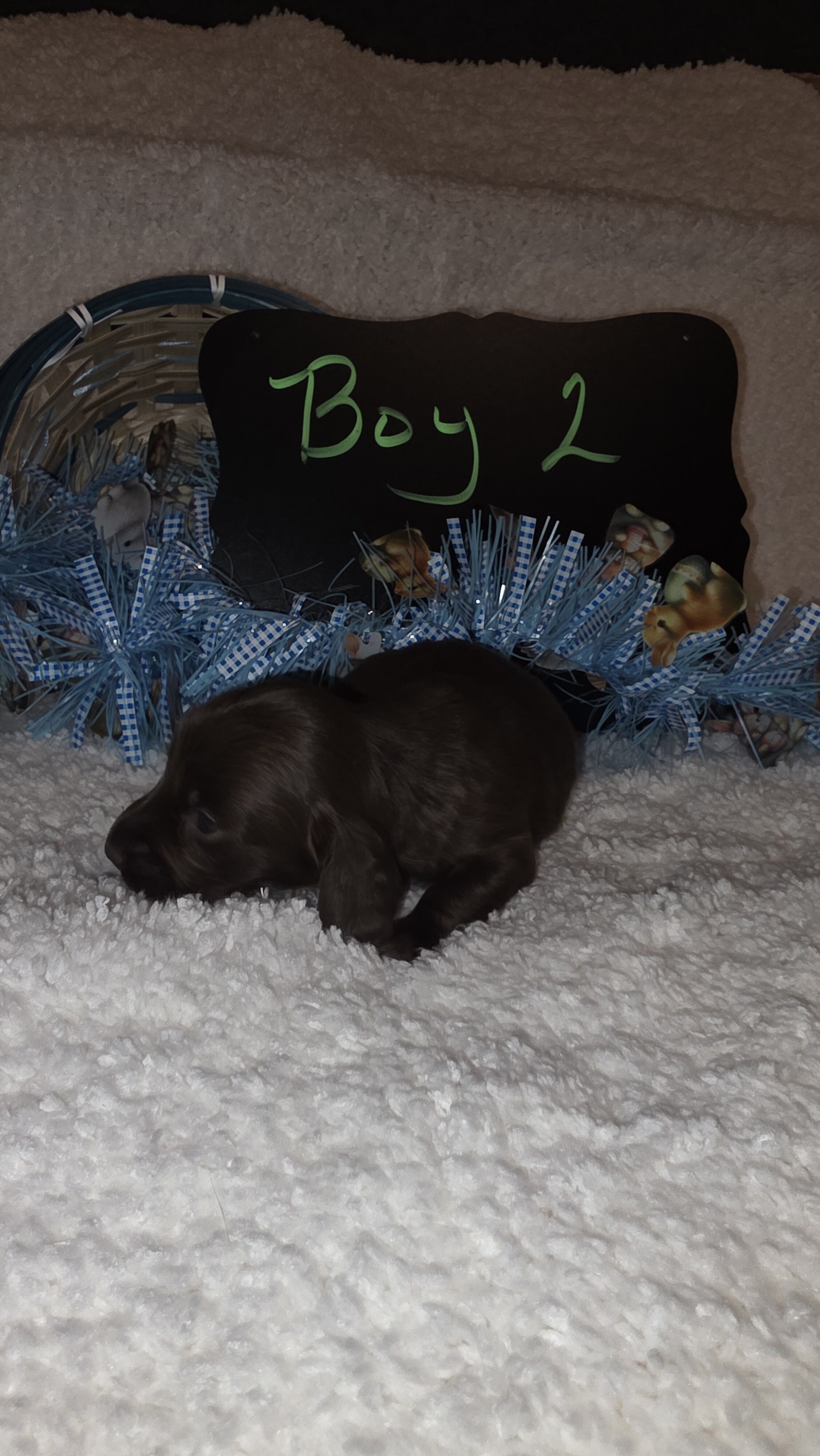Mini Dachshund Male  long hair image 4