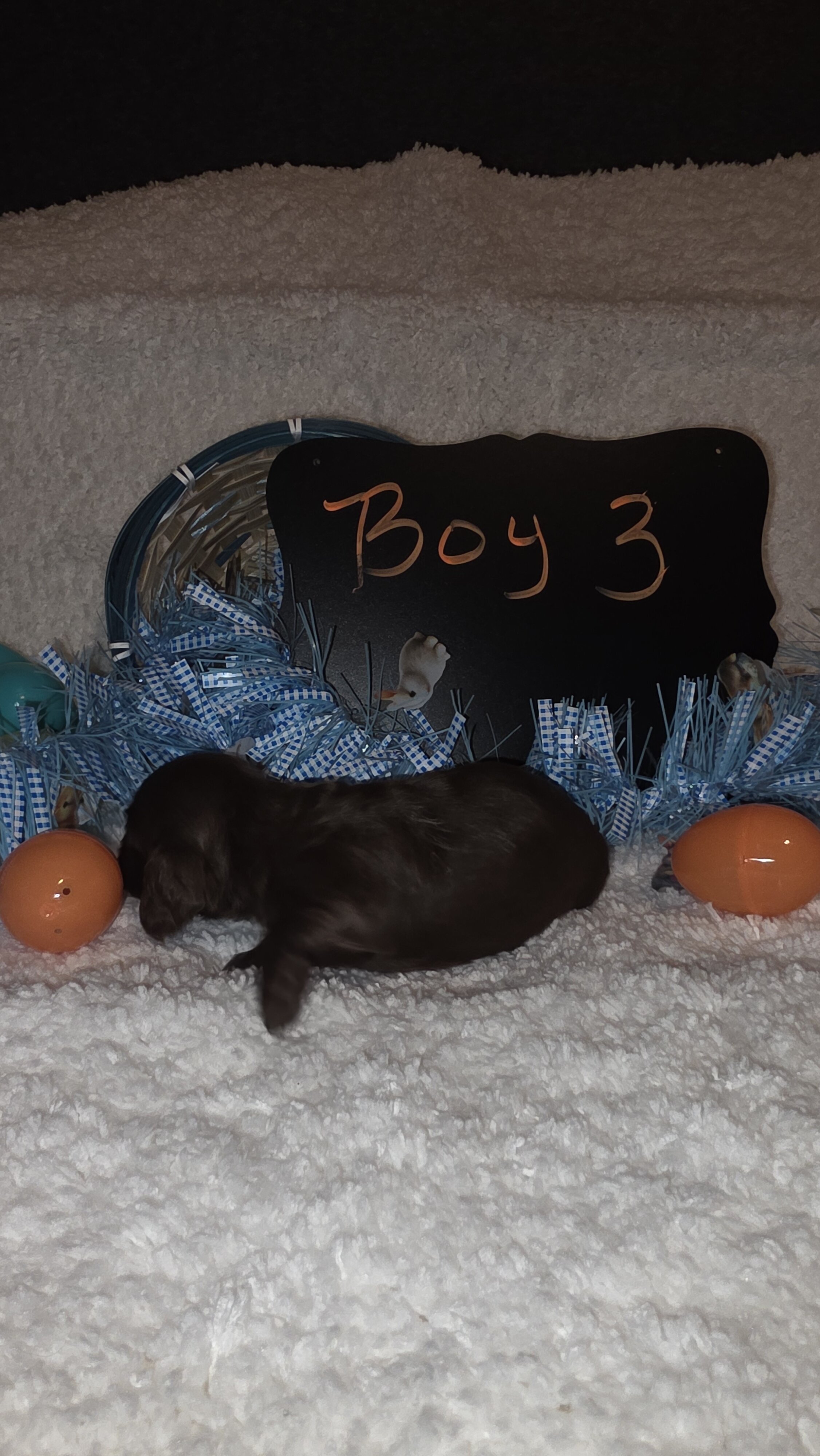 Mini Dachshund Male 3 image 2