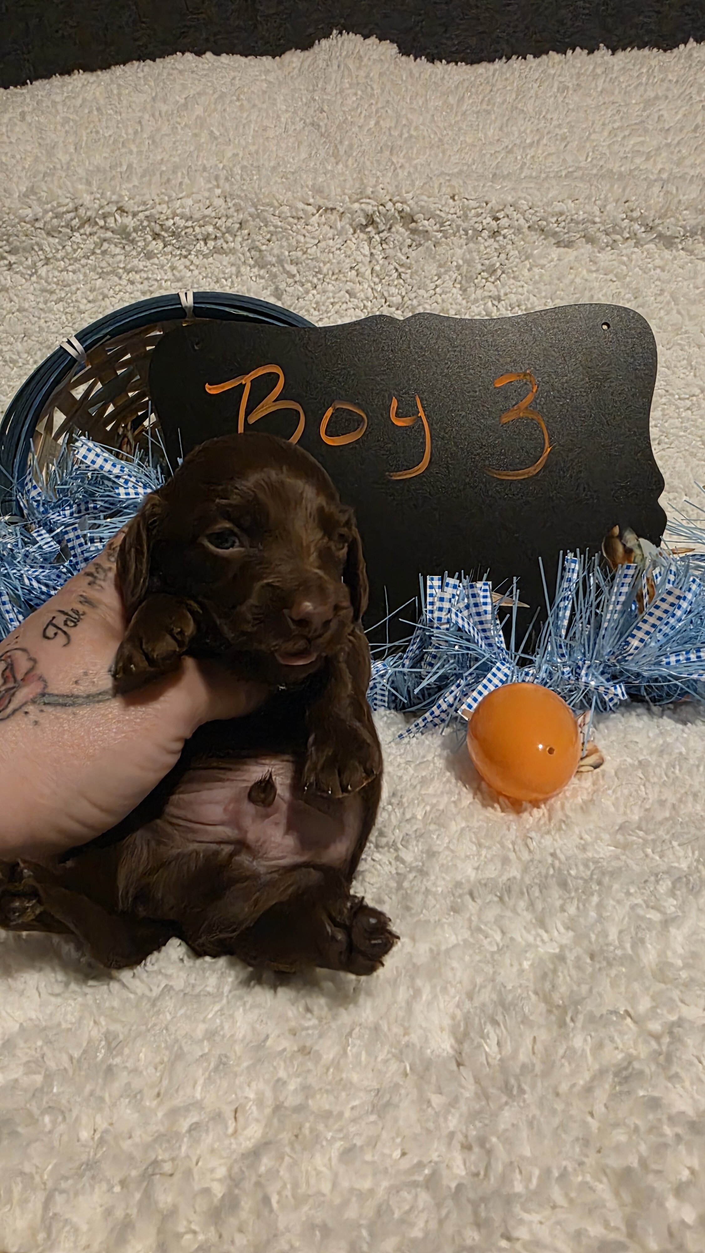 Mini Dachshund Male 3 image 1