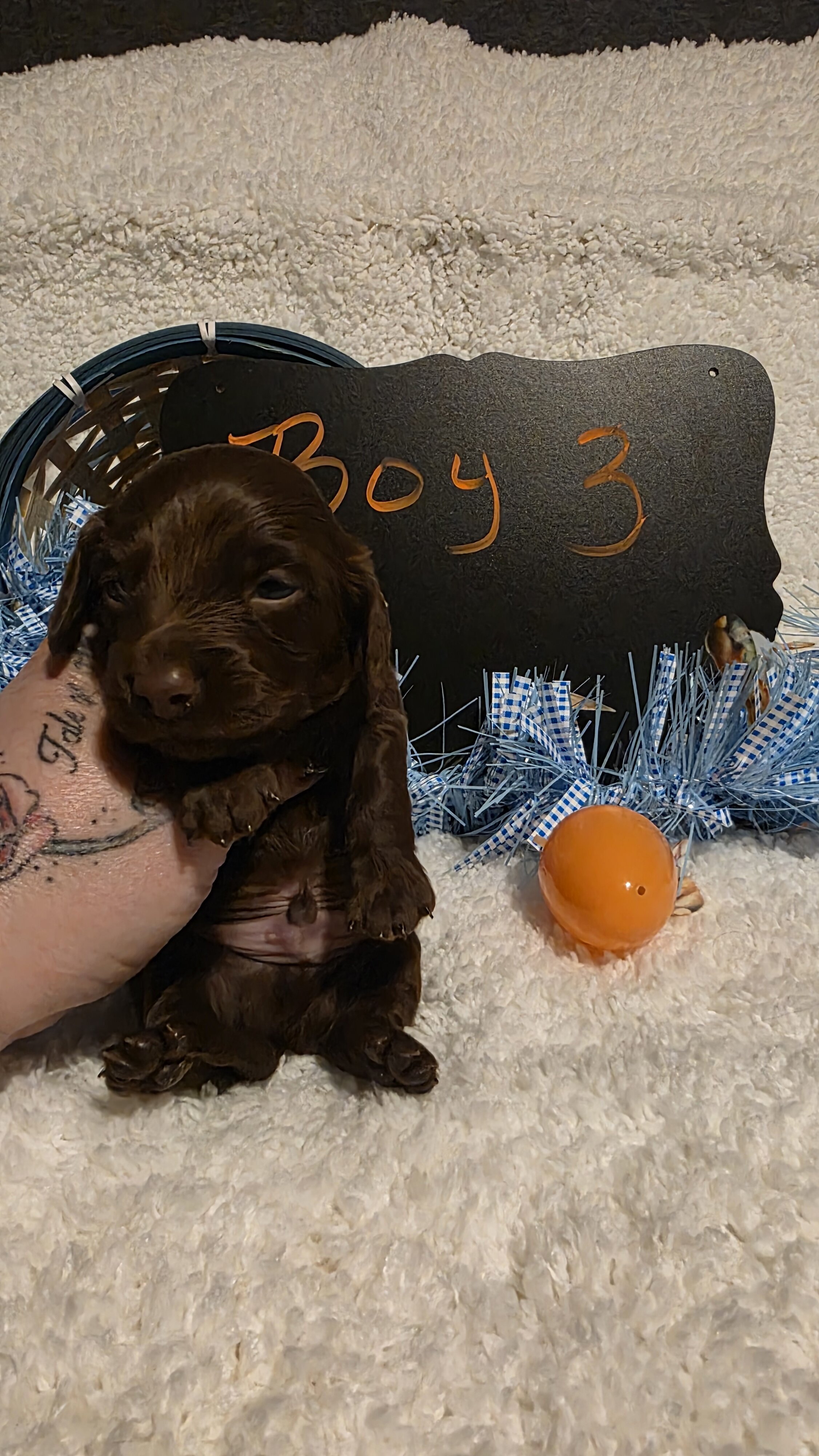 Mini Dachshund Male 3 image 3