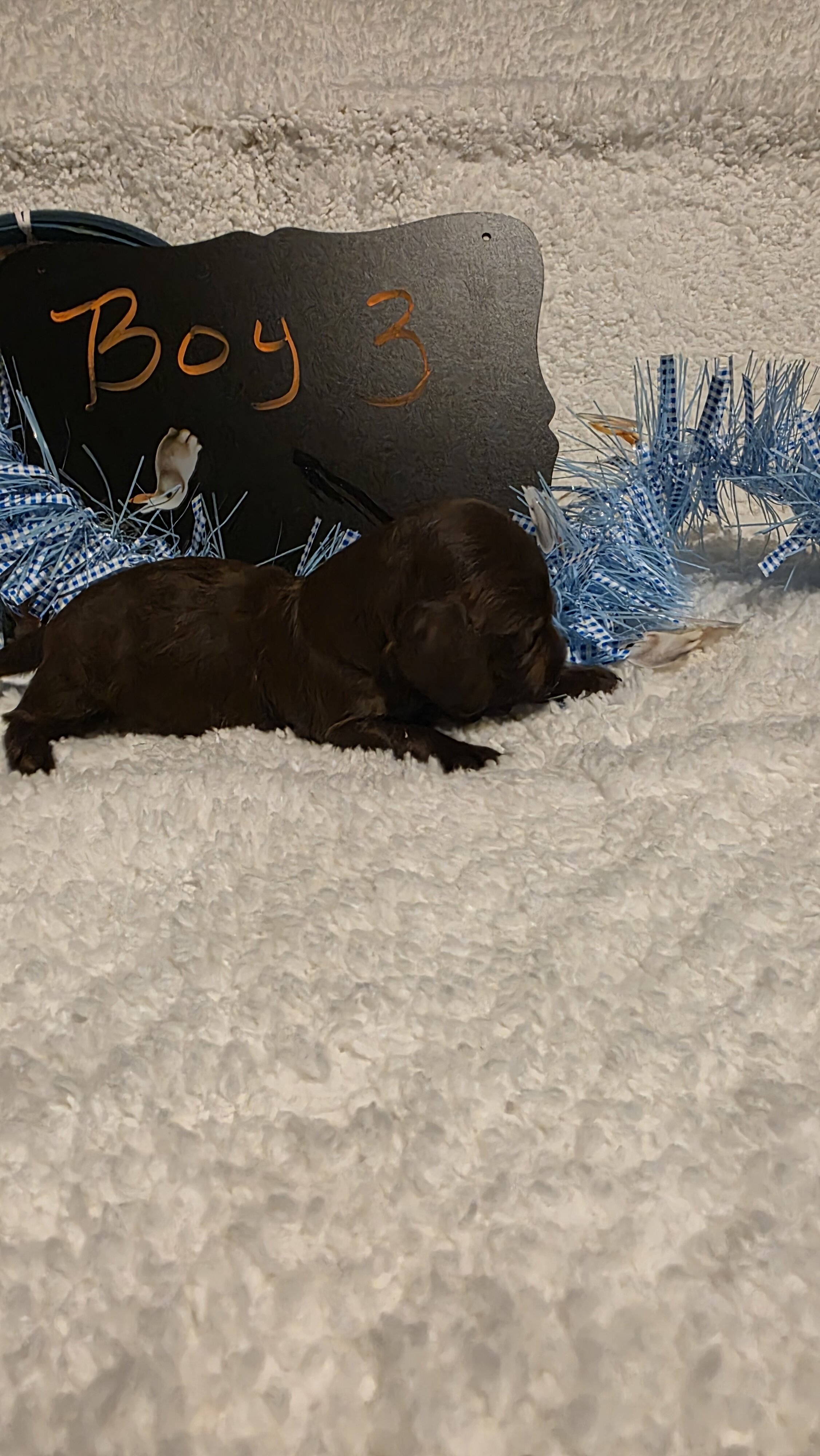 Mini Dachshund Male 3 image 4