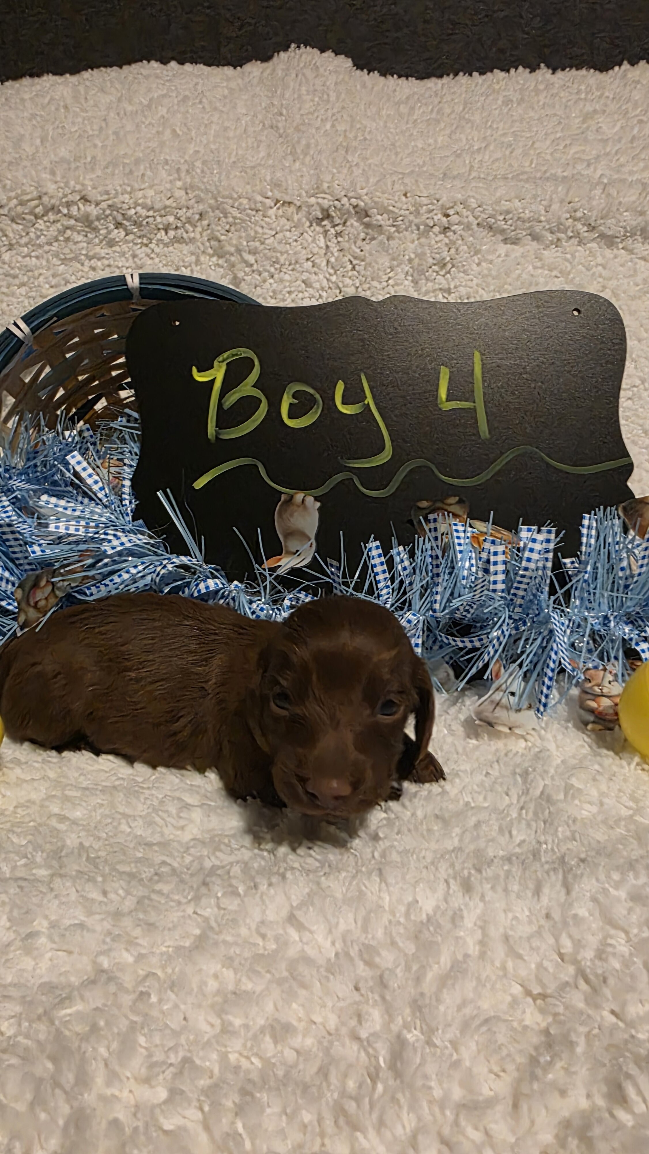 Mini Dachshund Male 4 image 4