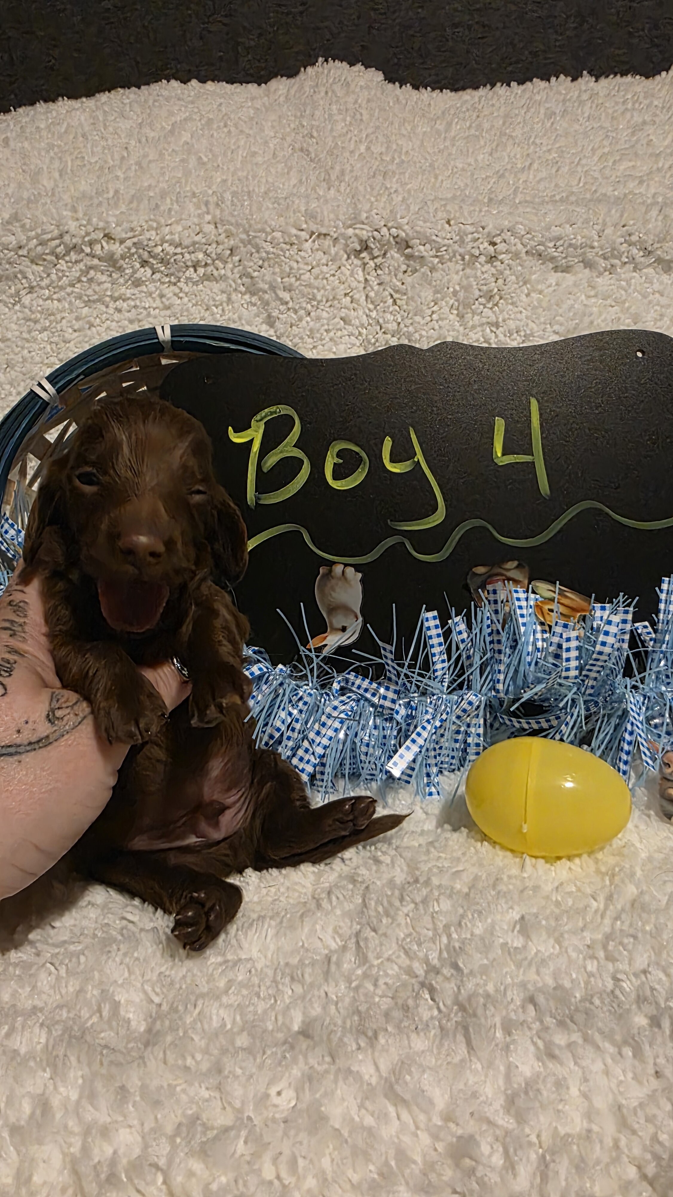 Mini Dachshund Male 4 image 1