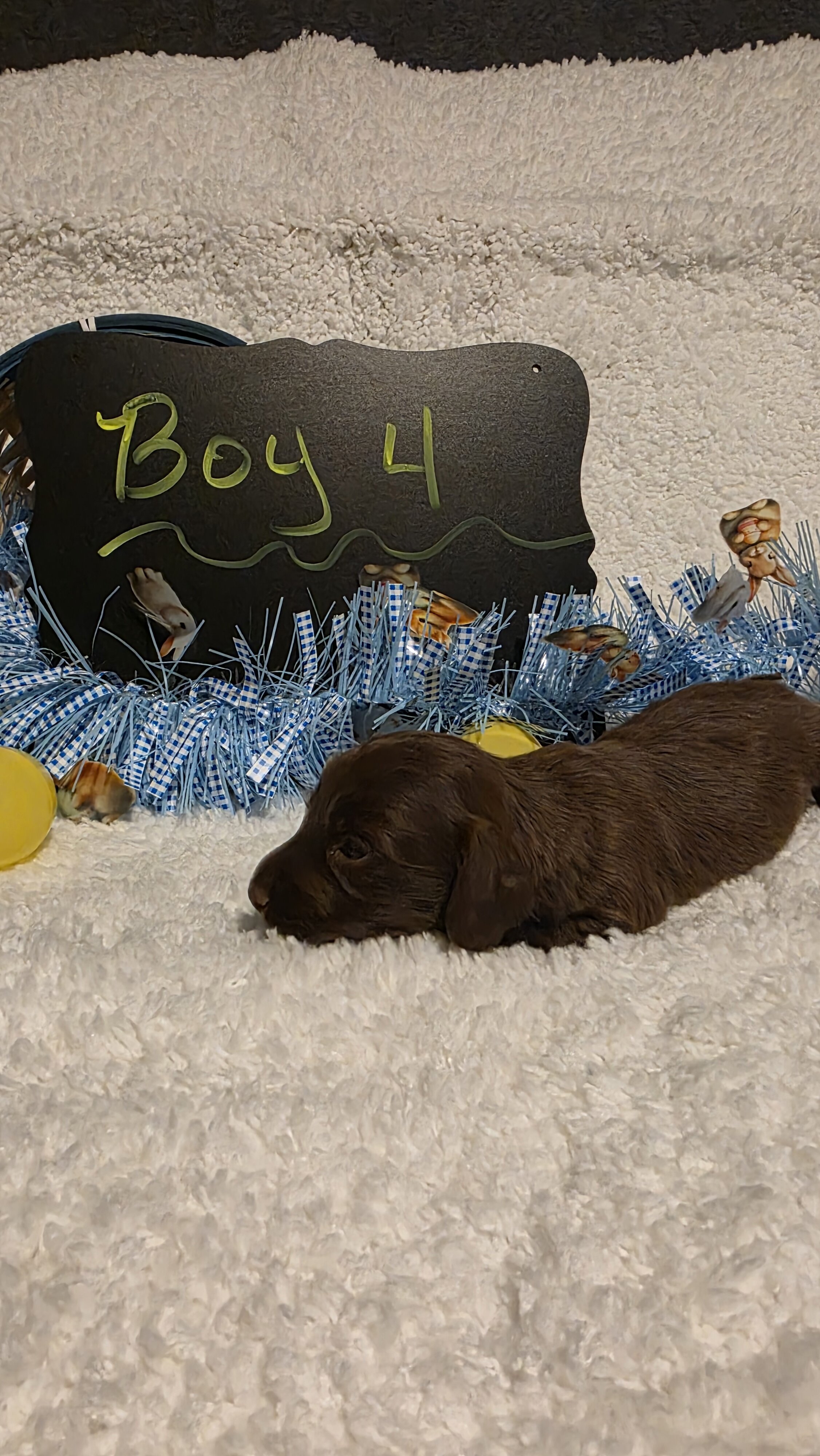 Mini Dachshund Male 4 image 2