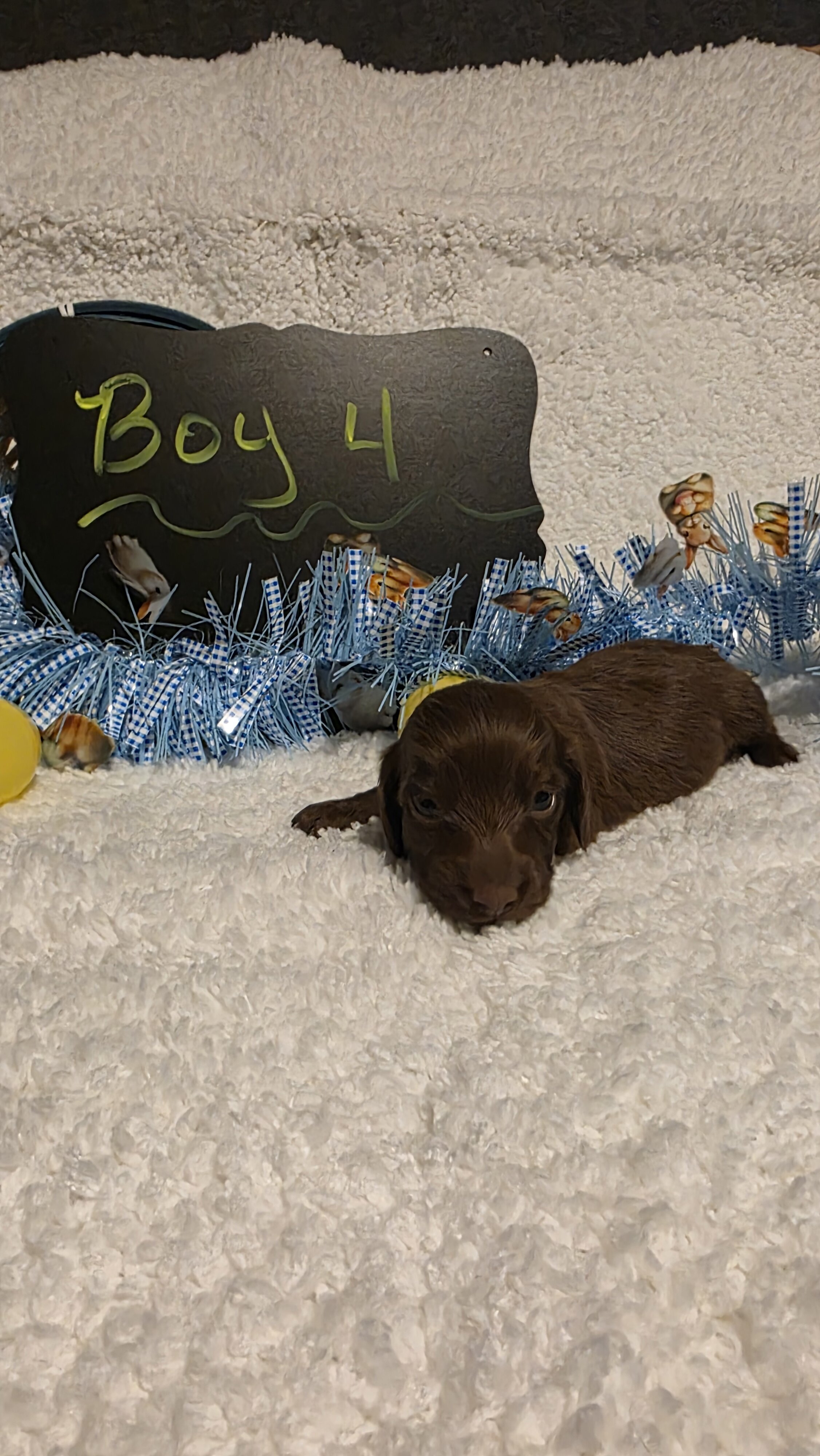 Mini Dachshund Male 4 image 3
