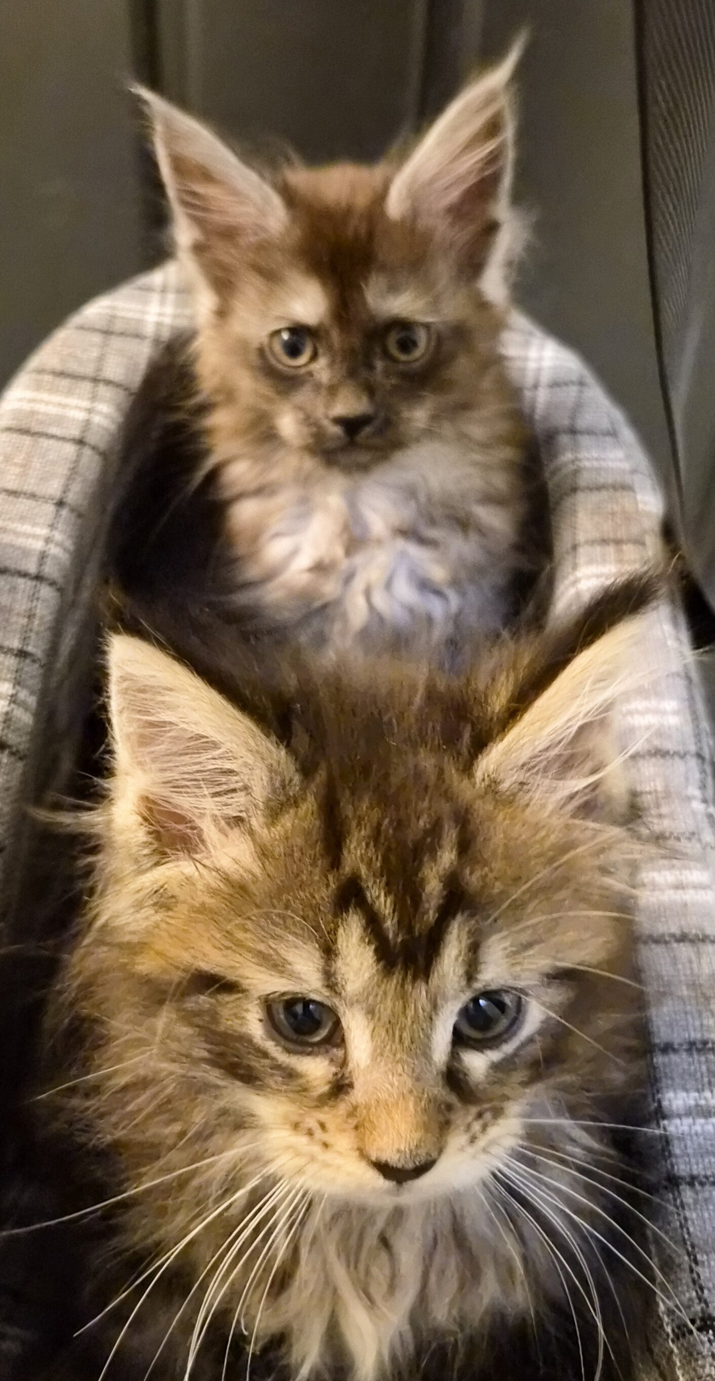 Beautiful Maine Coons image 2