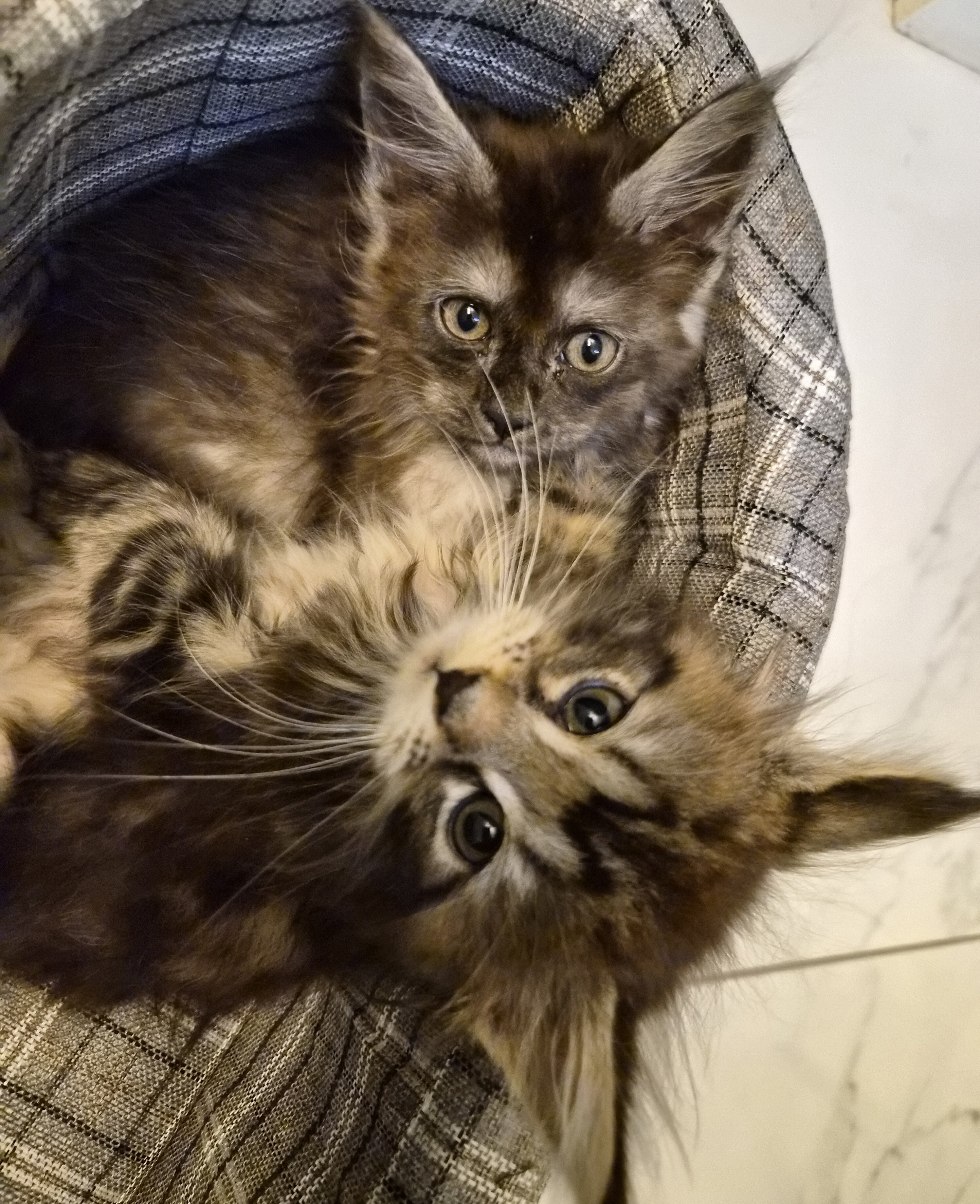 Beautiful Maine Coons image 1