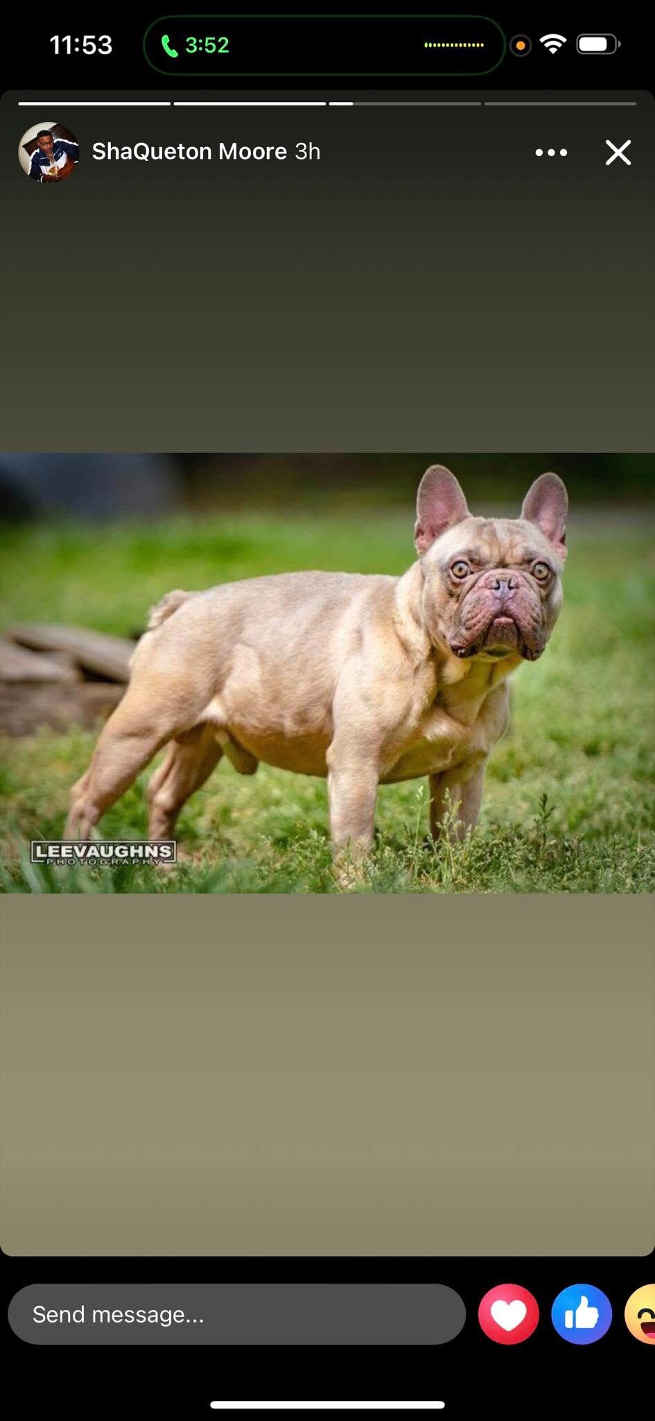 French Bulldogs image 7
