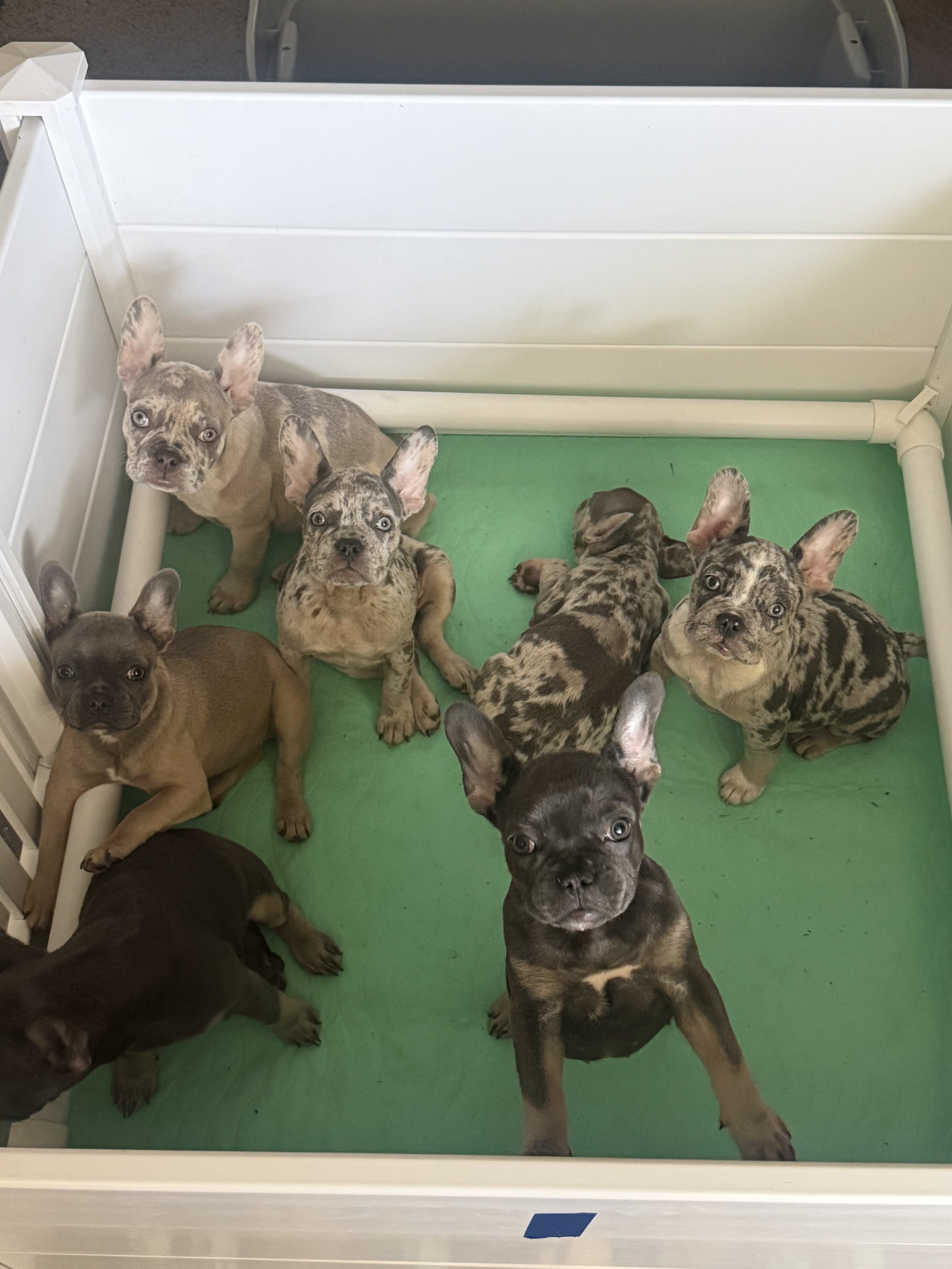 French Bulldogs image 8