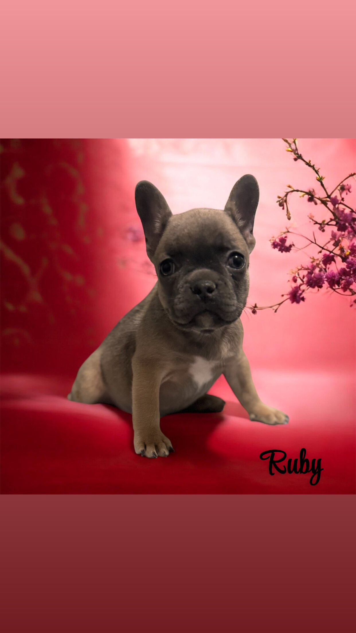 French Bulldogs image 5