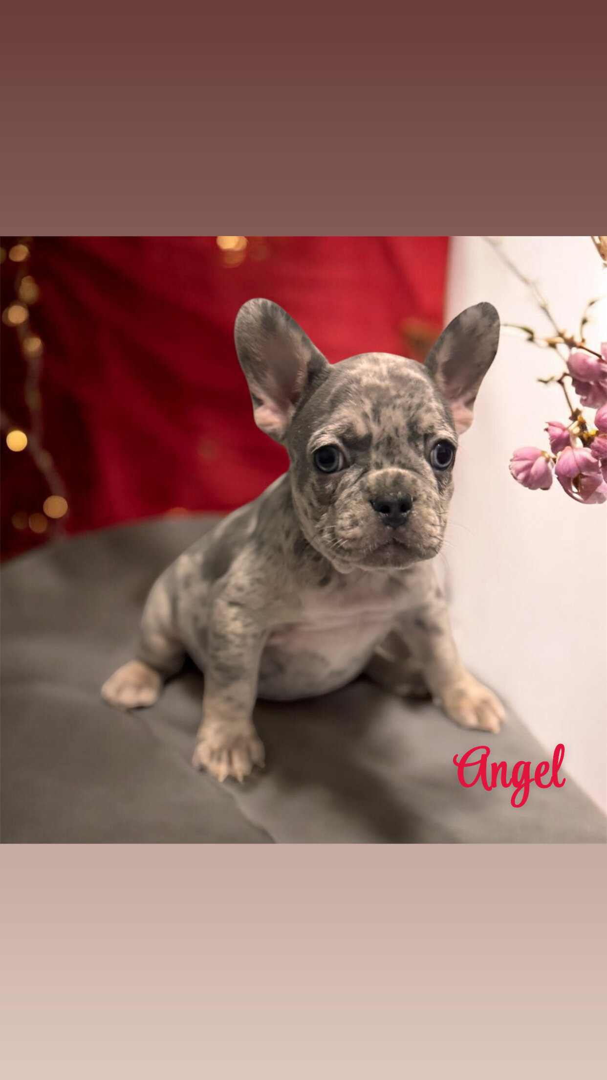 French Bulldogs image 4