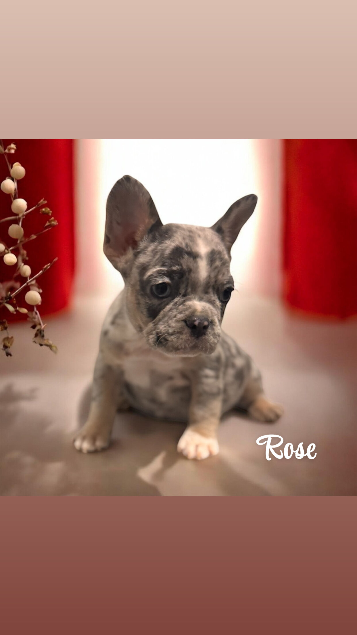 French Bulldogs image 3