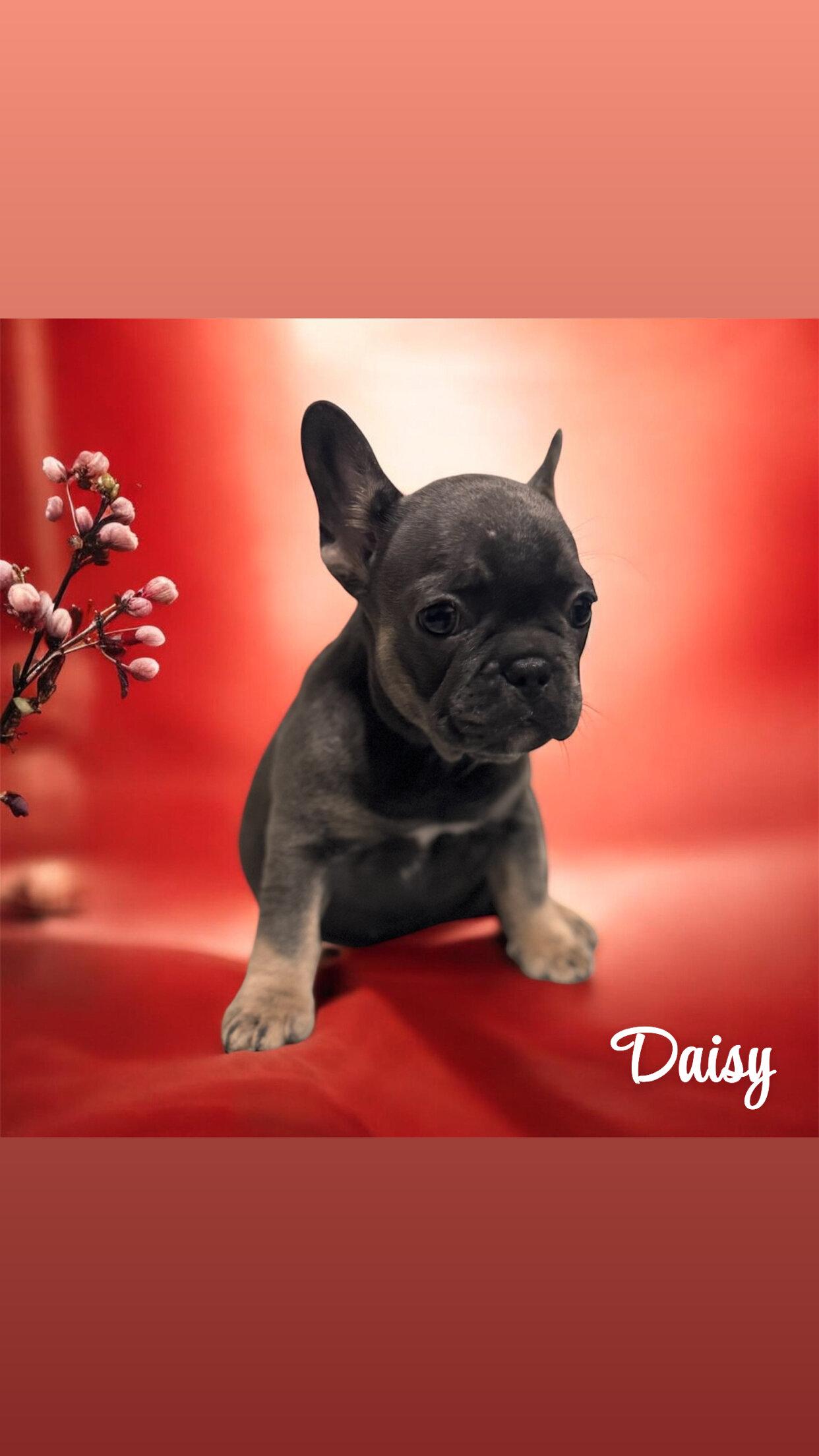 French Bulldogs image 2