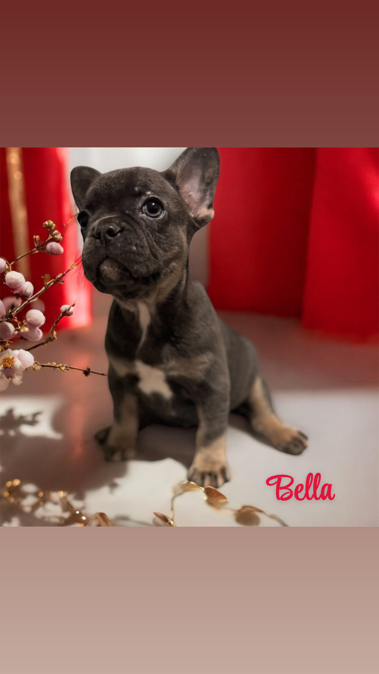 French Bulldogs image 1
