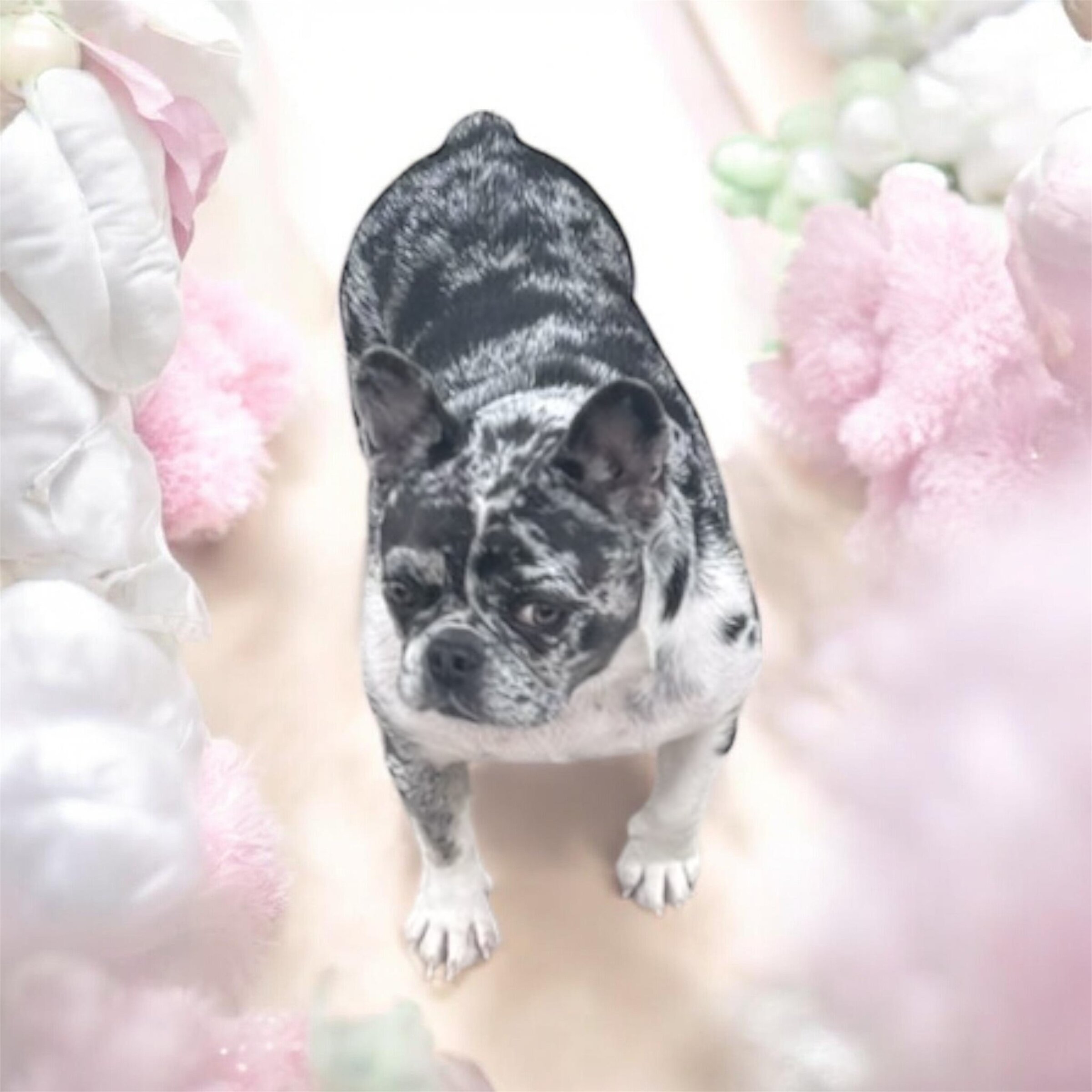 French Bulldogs image 6