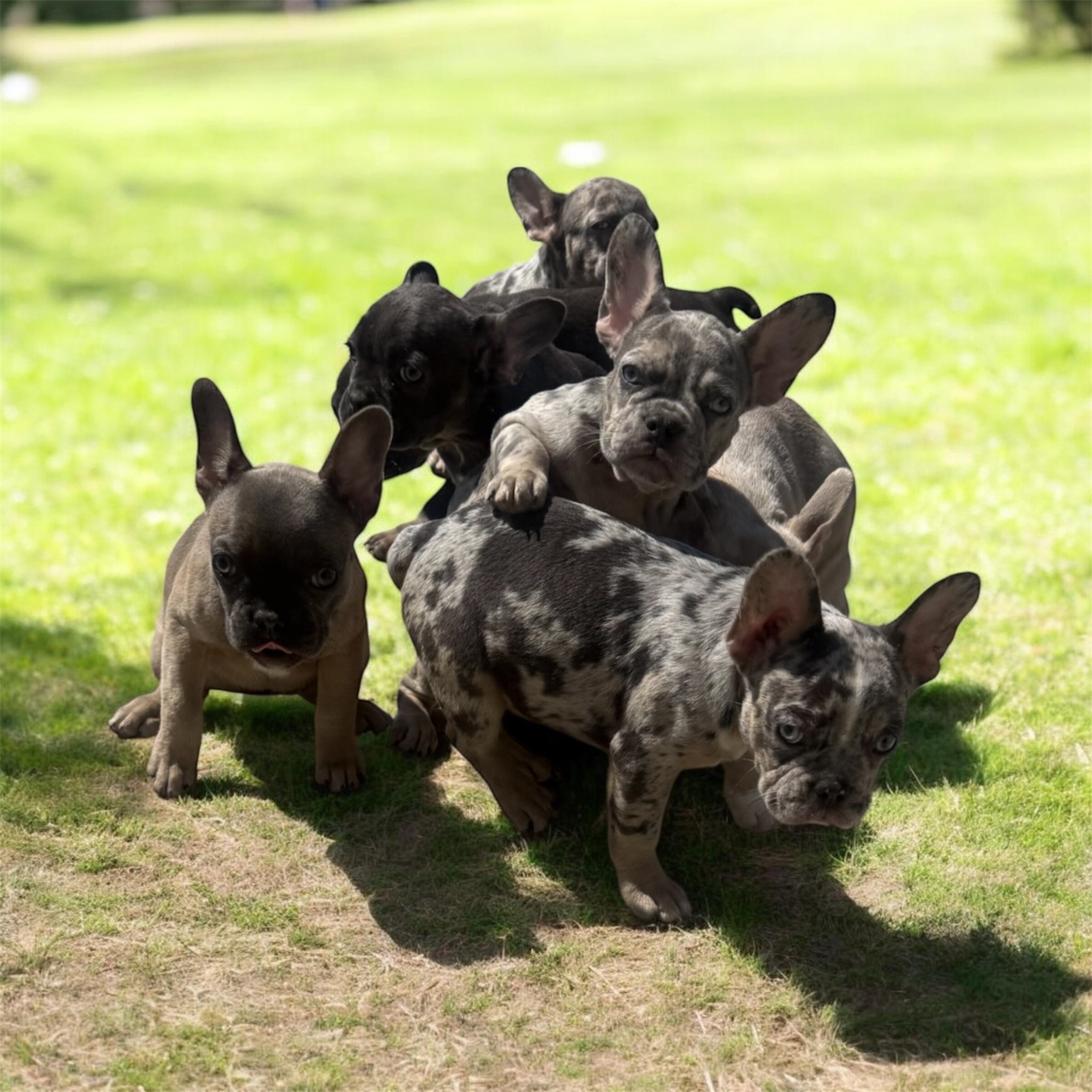 French Bulldogs image 9