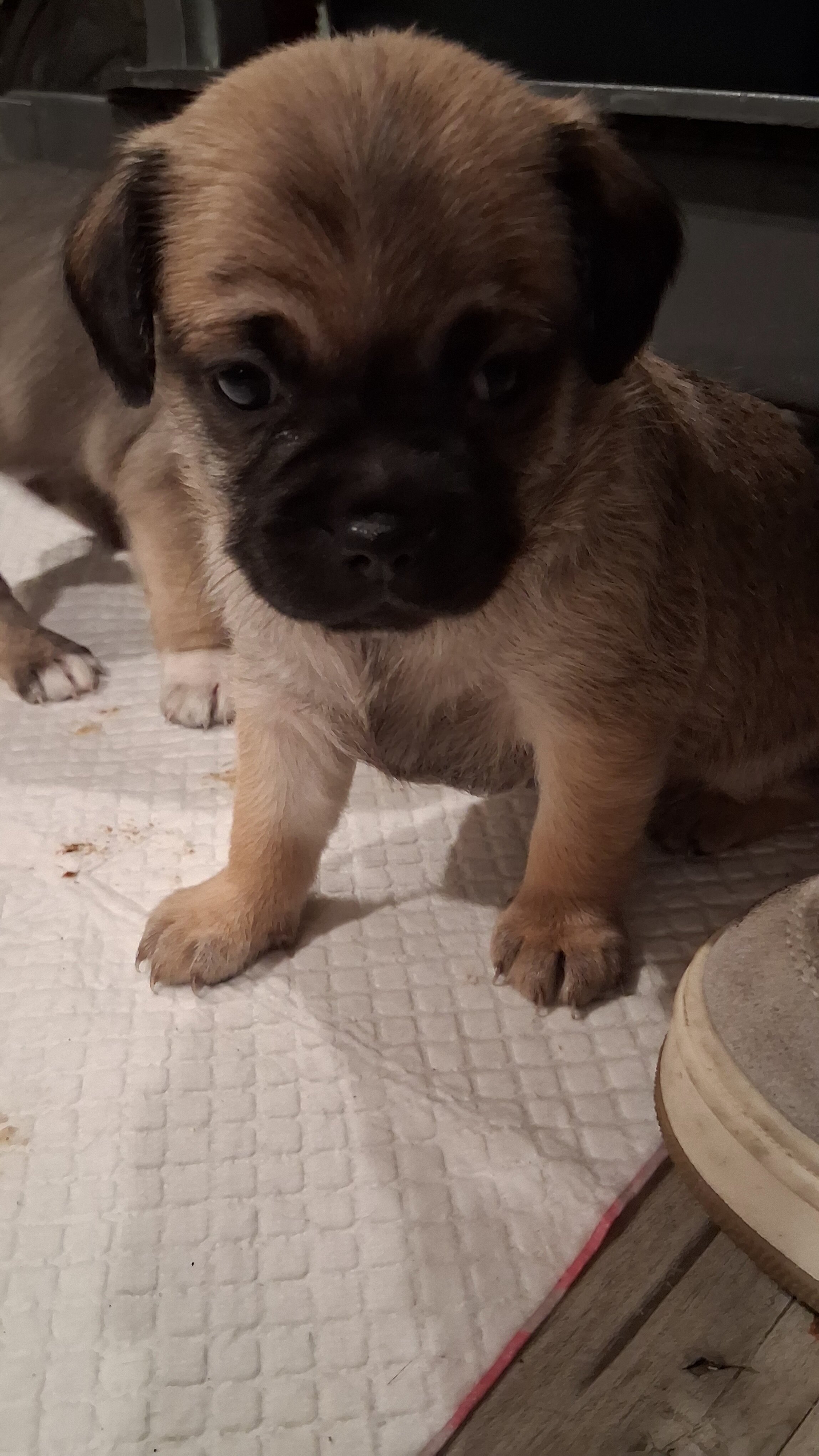 Puppies image 1