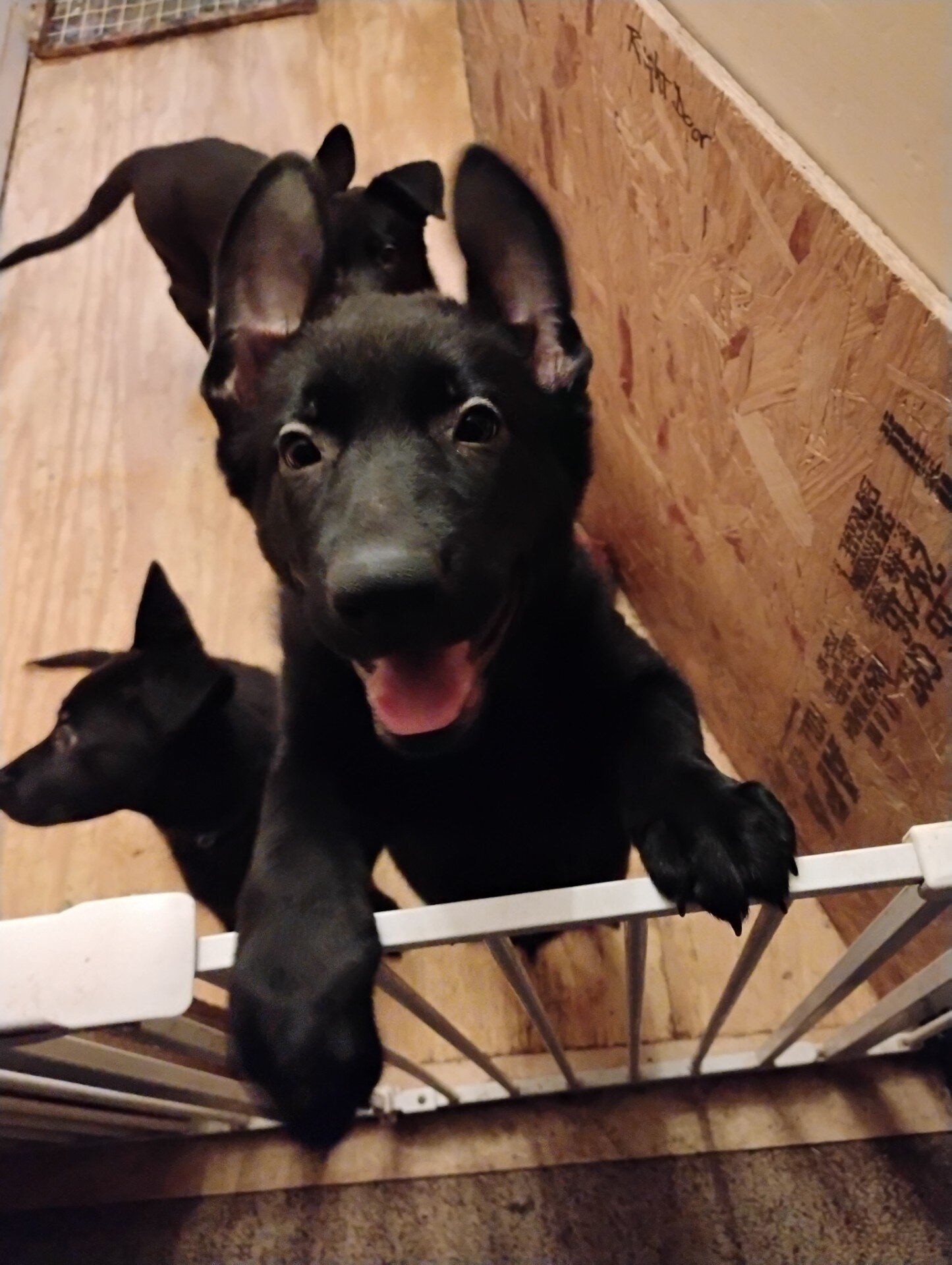 German Shepherd Puppy image 1