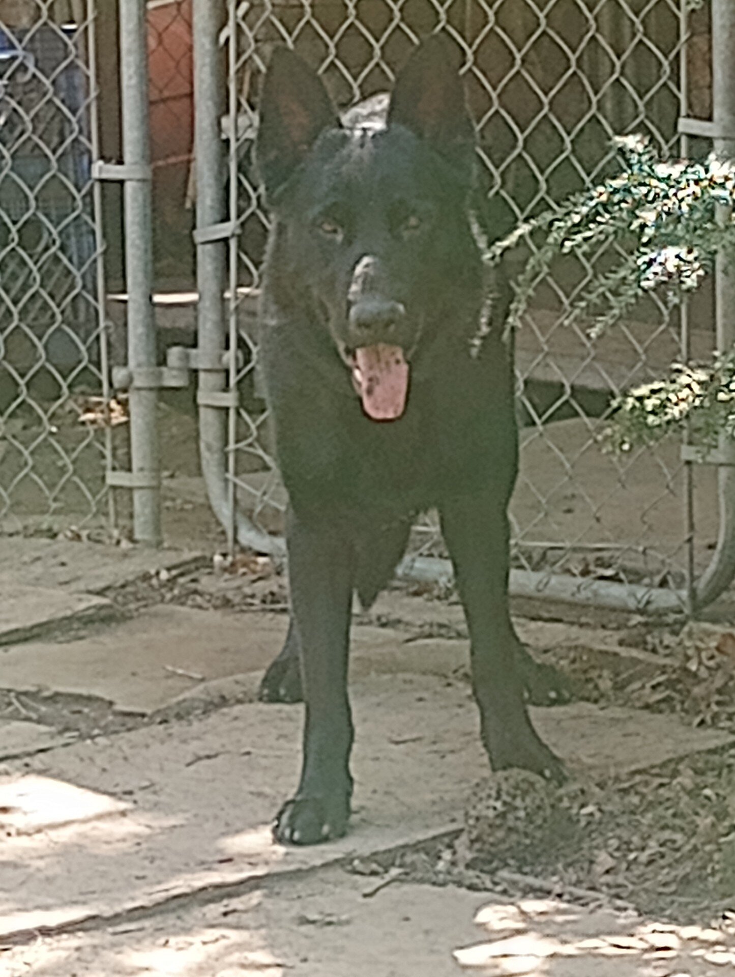 German Shepherd Puppy image 2