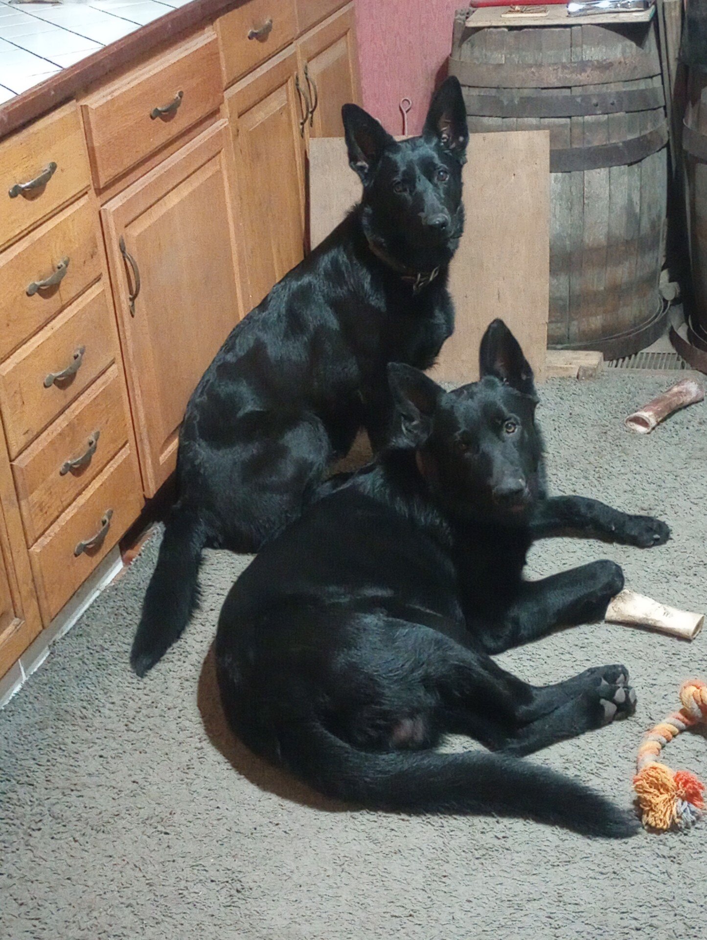 German Shepherd Puppy image 4