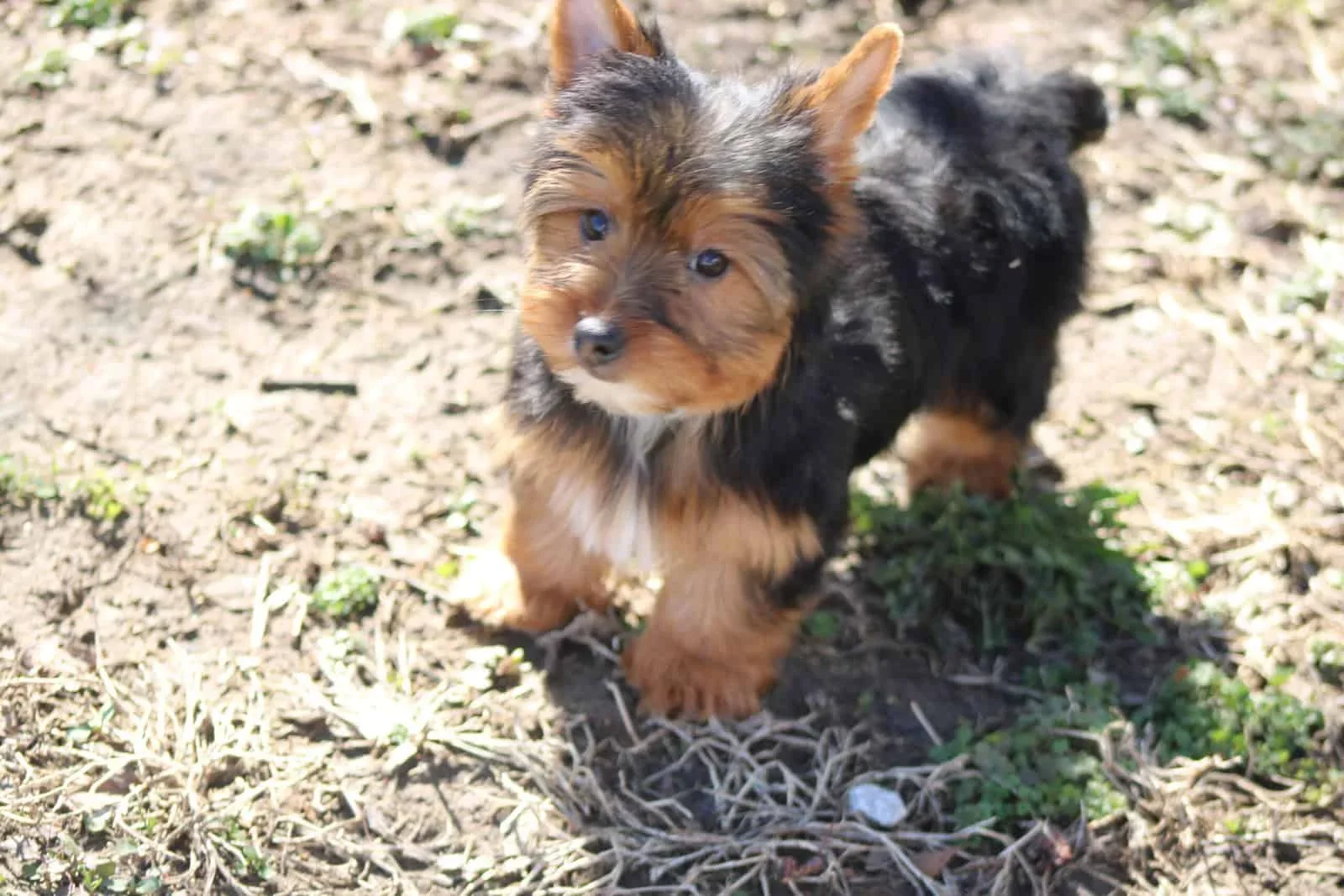 Outstanding Yorkie Puppies For Sale image 2