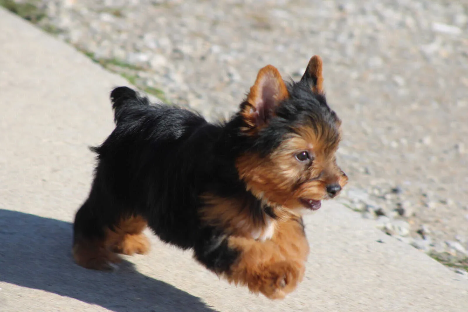 Outstanding Yorkie Puppies For Sale image 5