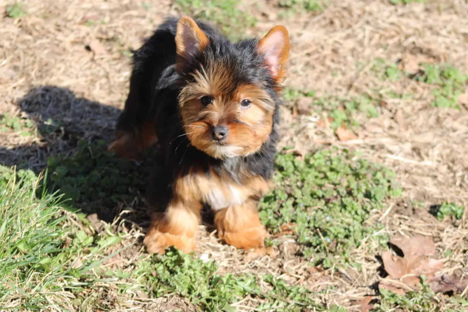 Outstanding Yorkie Puppies For Sale image 4