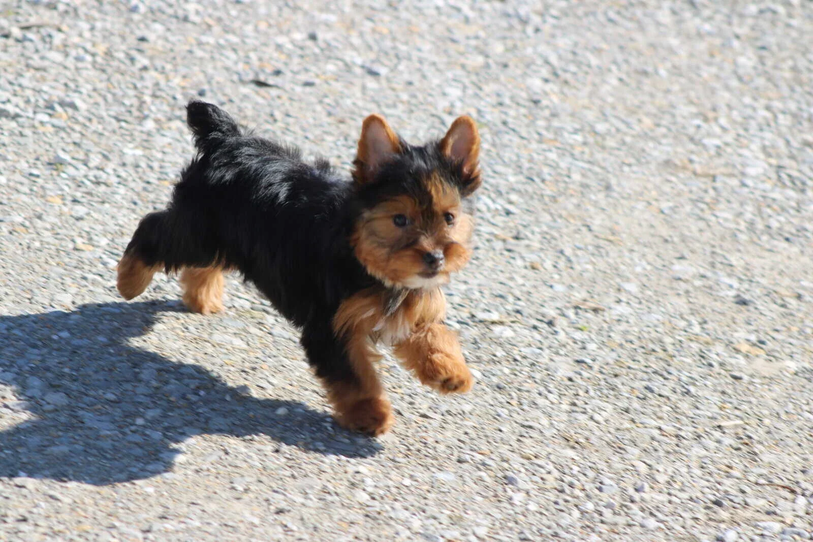 Outstanding Yorkie Puppies For Sale image 3