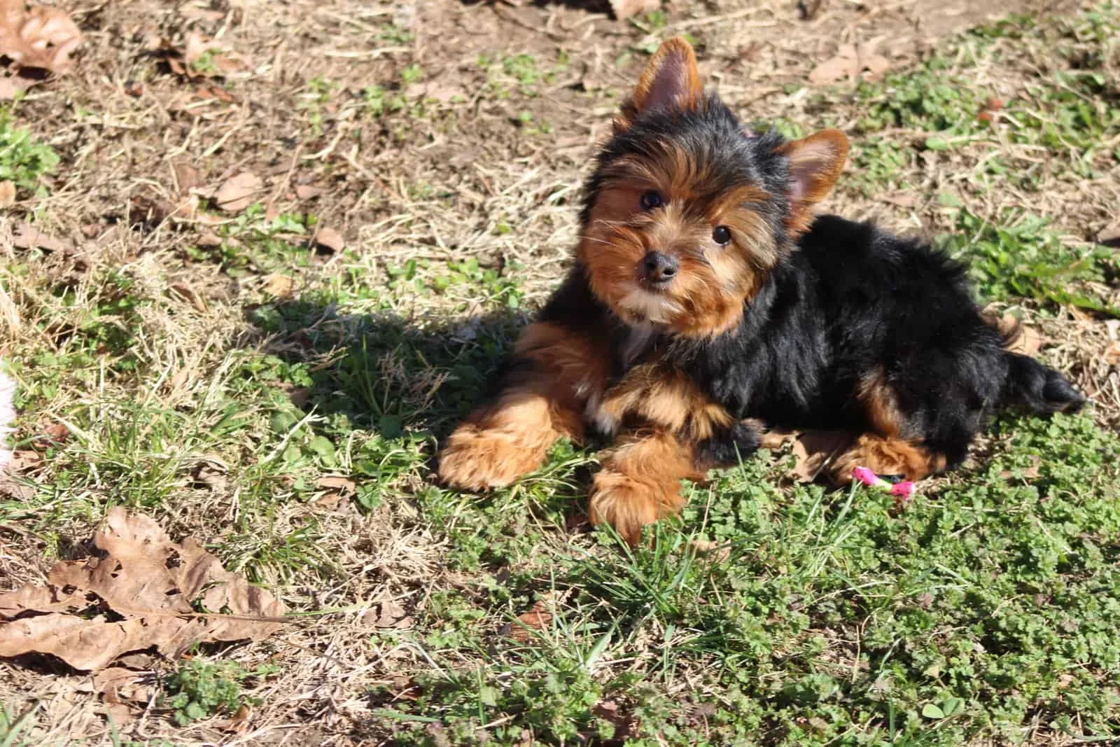 Outstanding Yorkie Puppies For Sale image 1