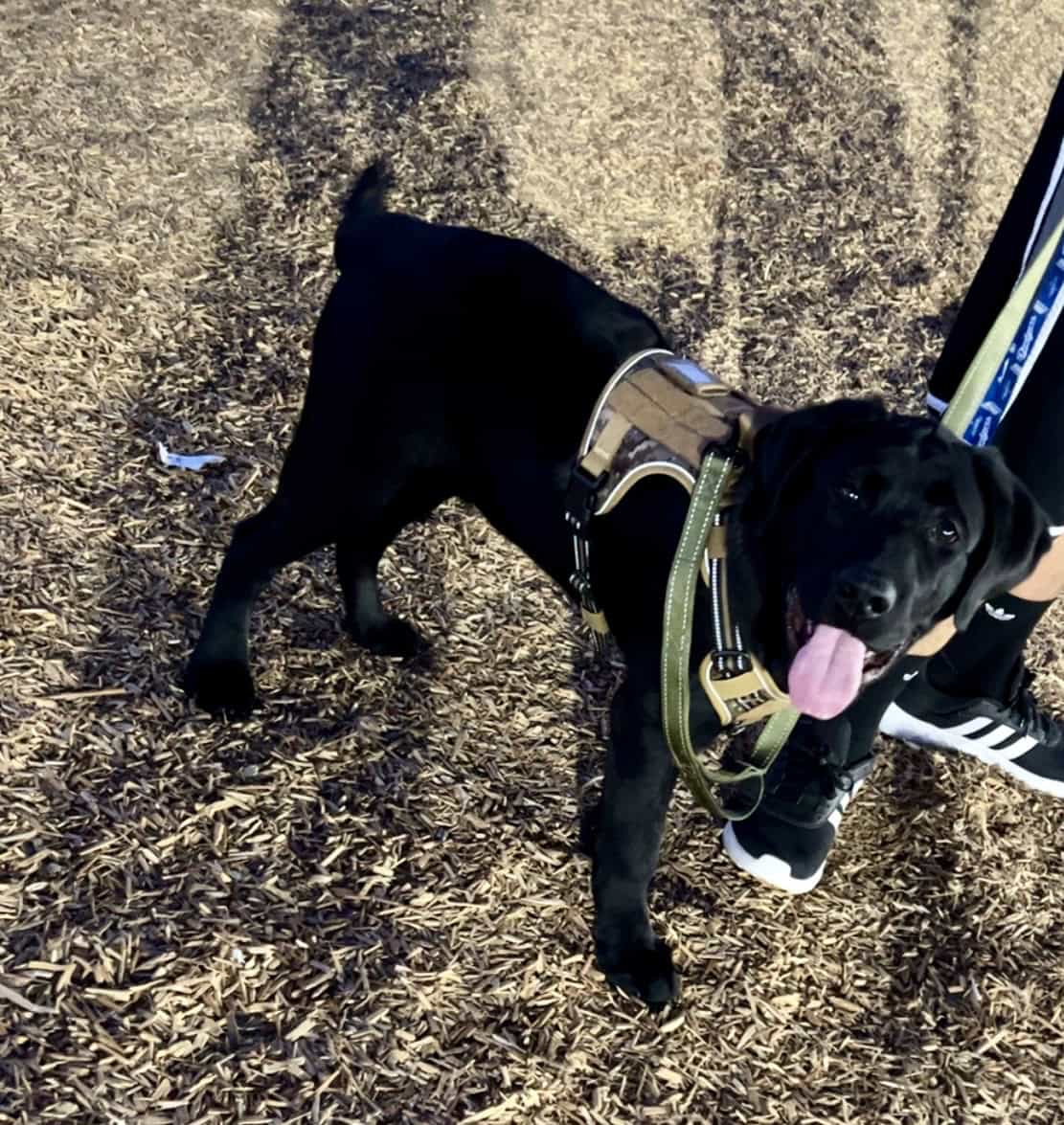 Labrador retriever image 2