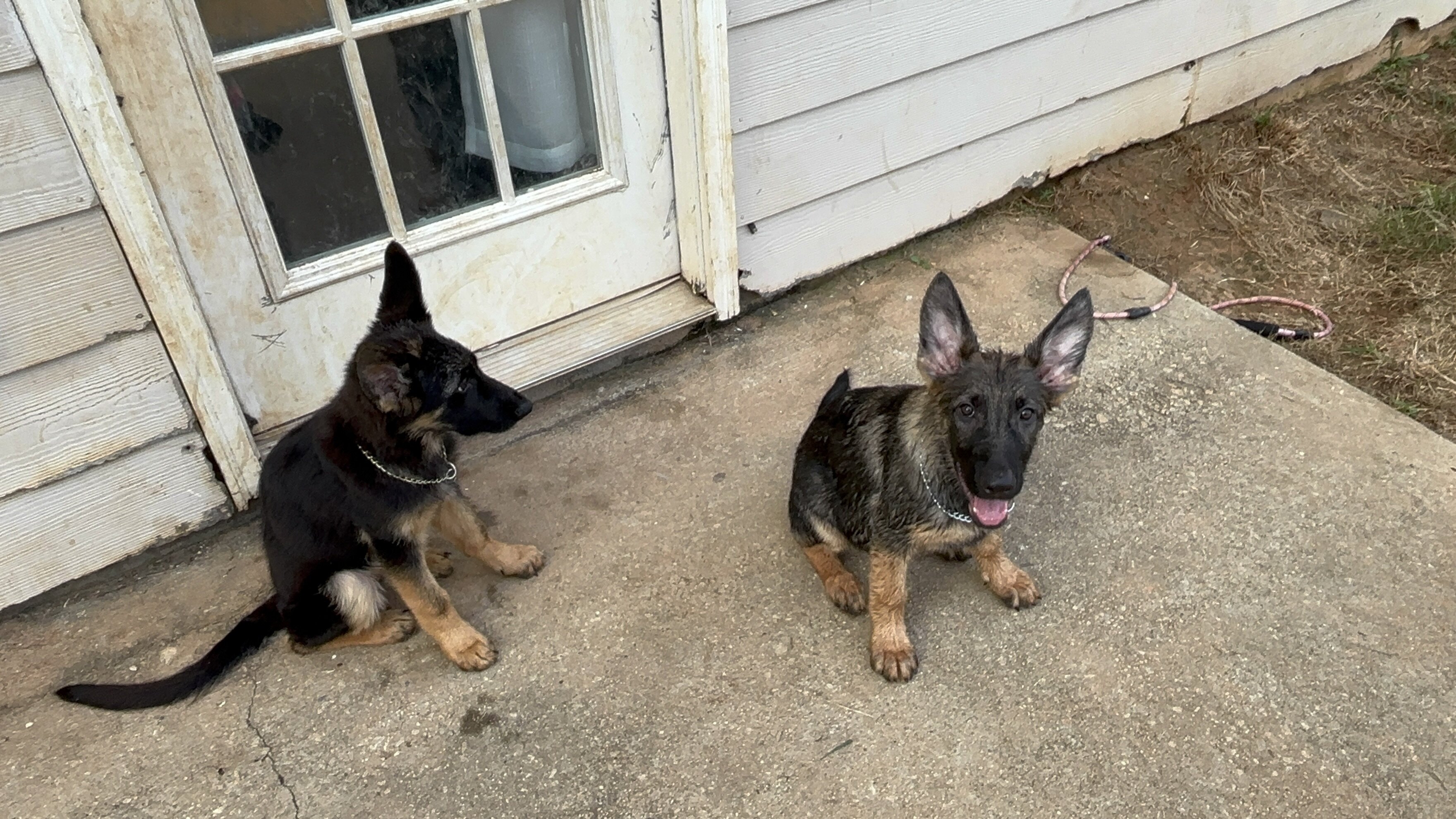 German shepherd image 1