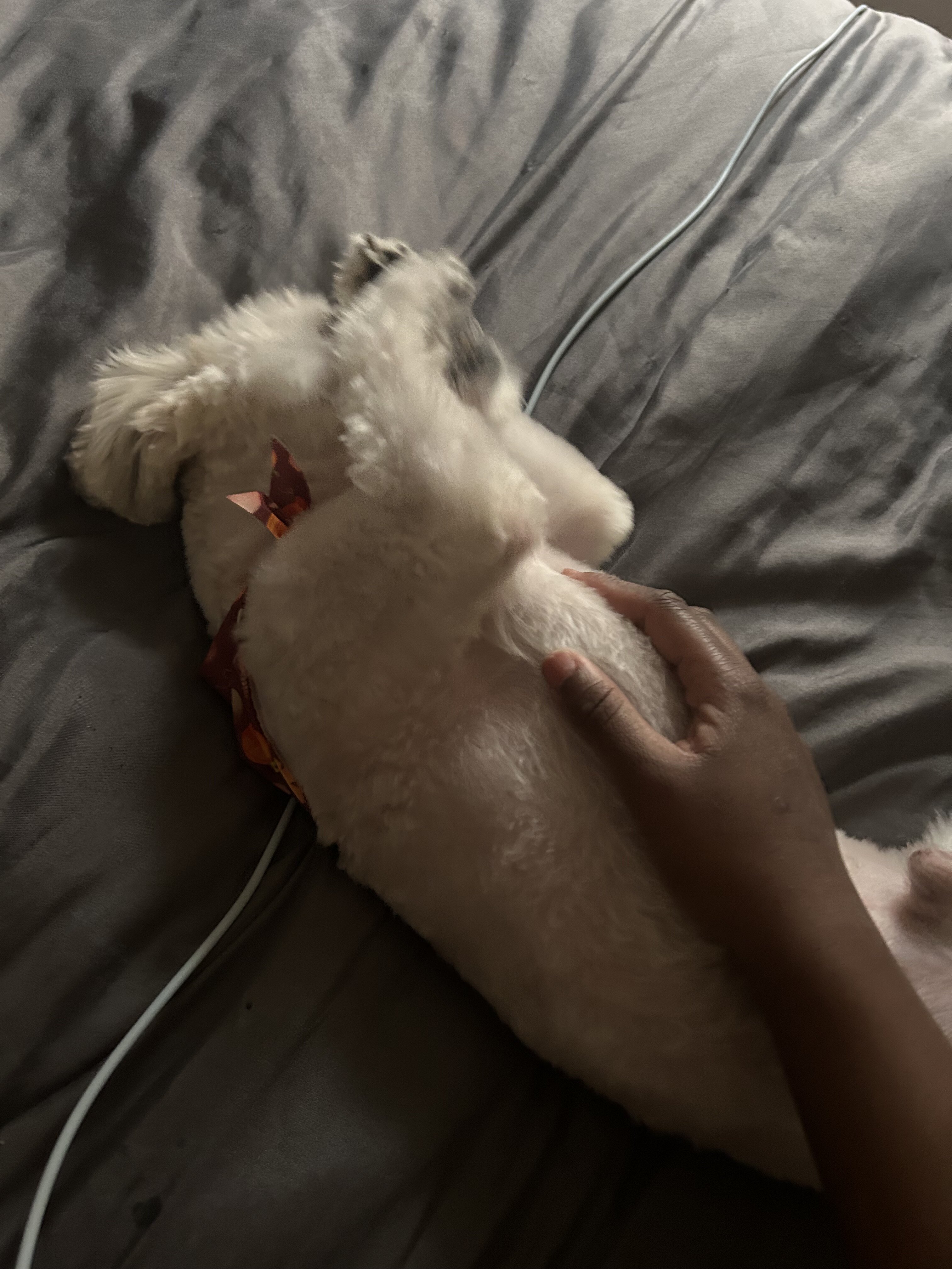 Two year Shih Tzu dog image 2