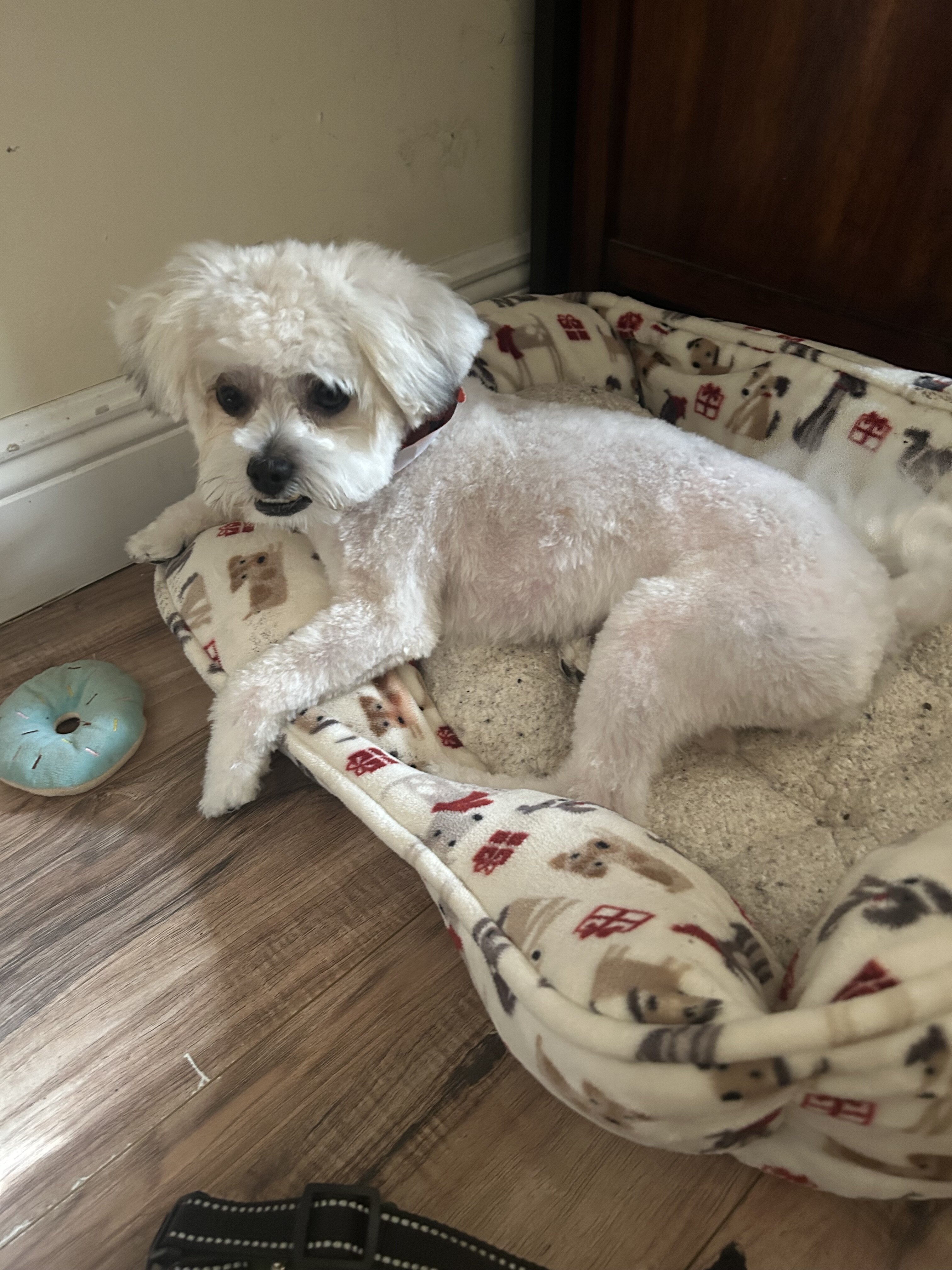 Two year Shih Tzu dog image 3