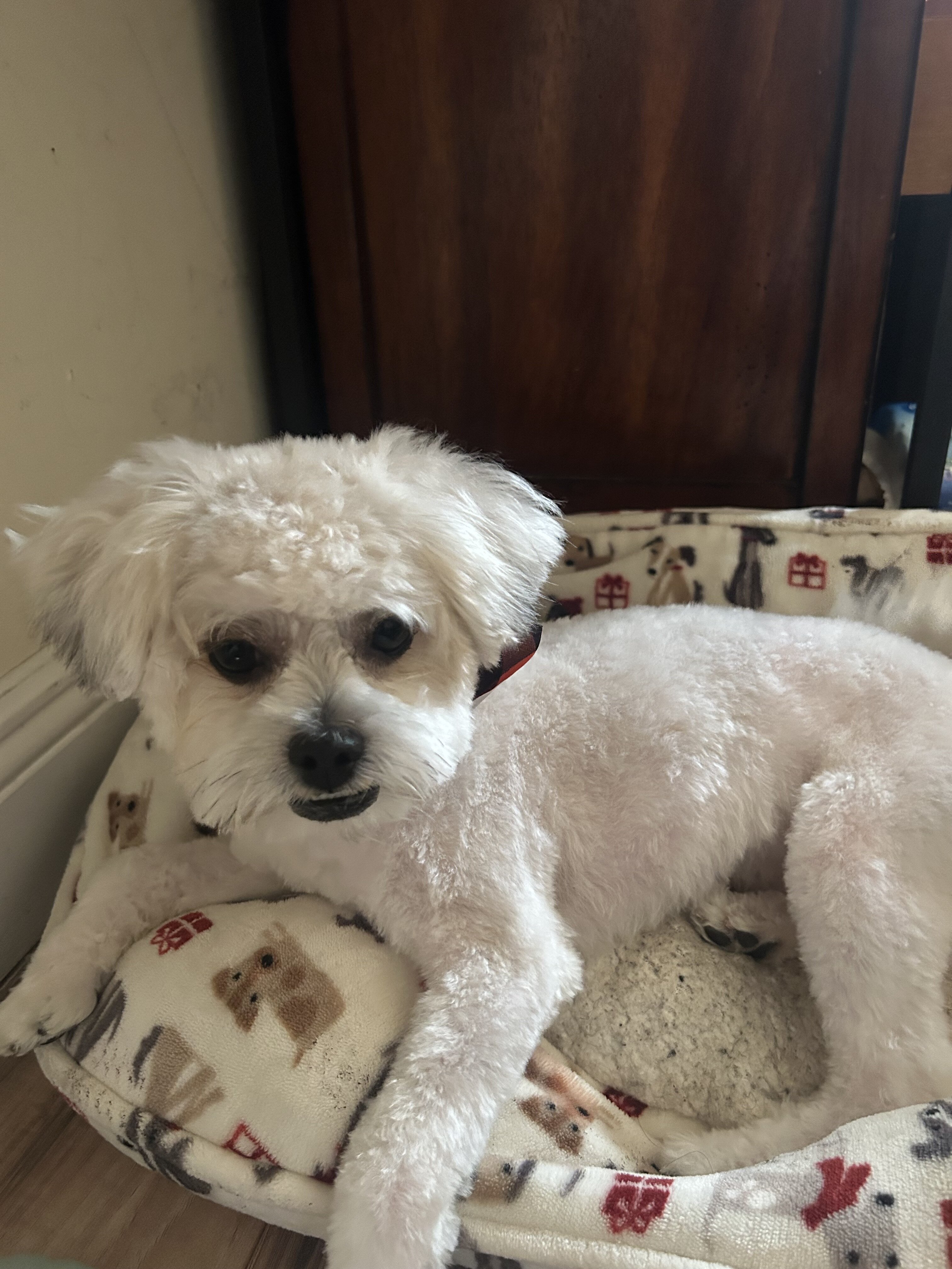 Two year Shih Tzu dog image 1