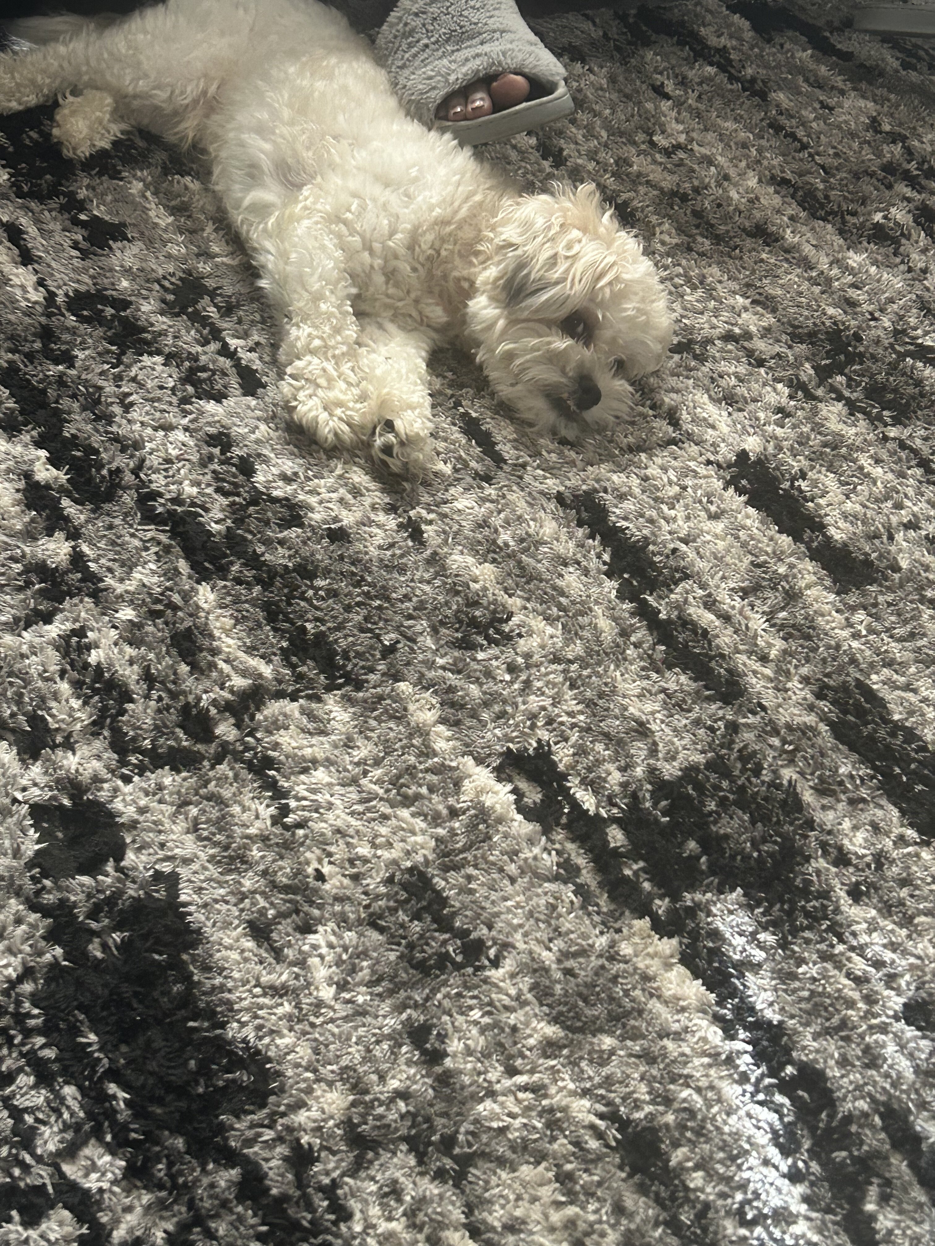 Two year Shih Tzu dog image 4