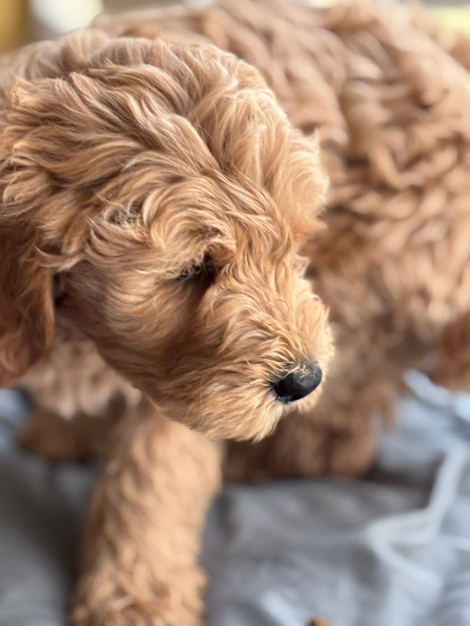 Goldendoodles image 2