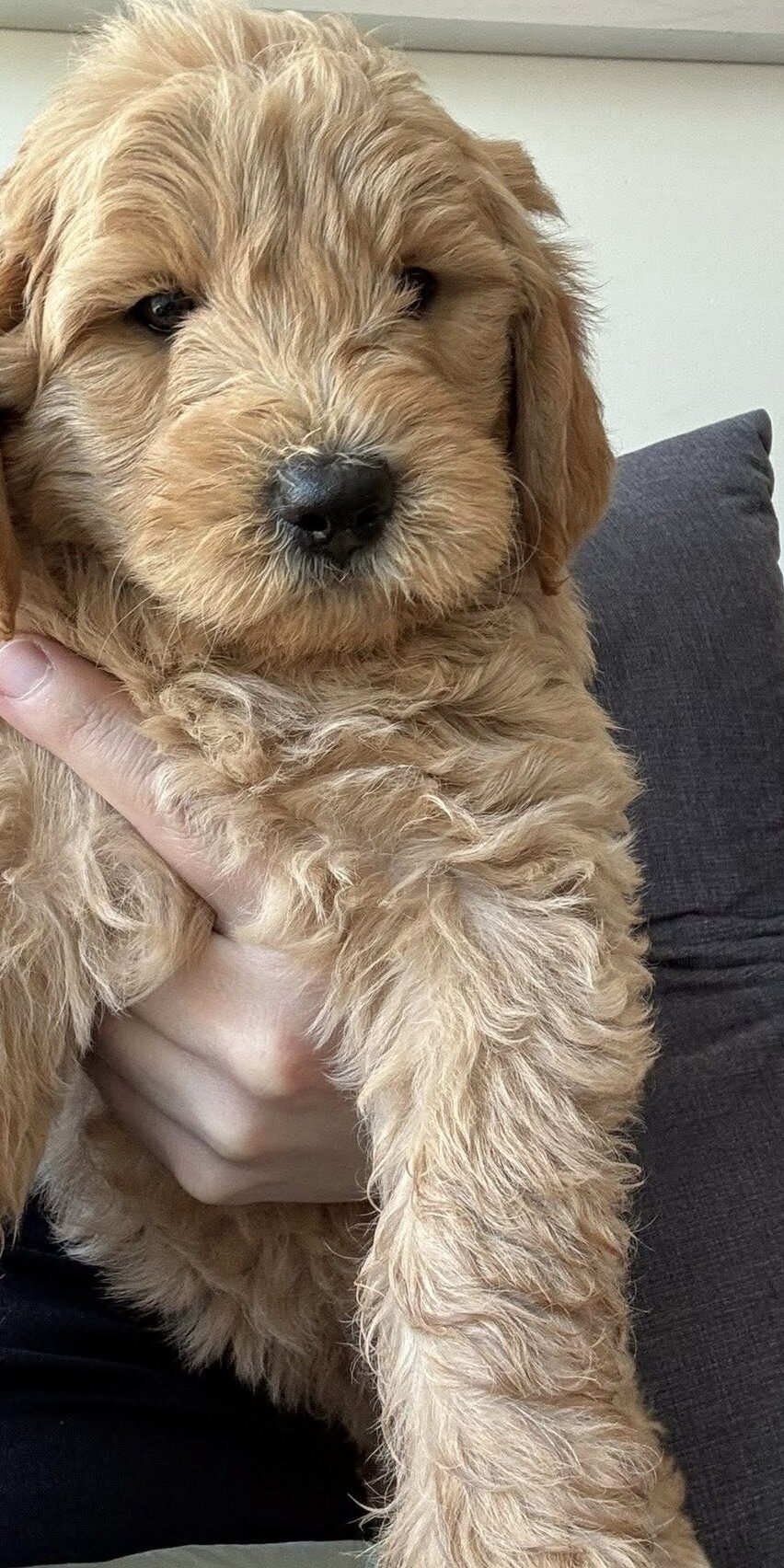 Goldendoodles image 3