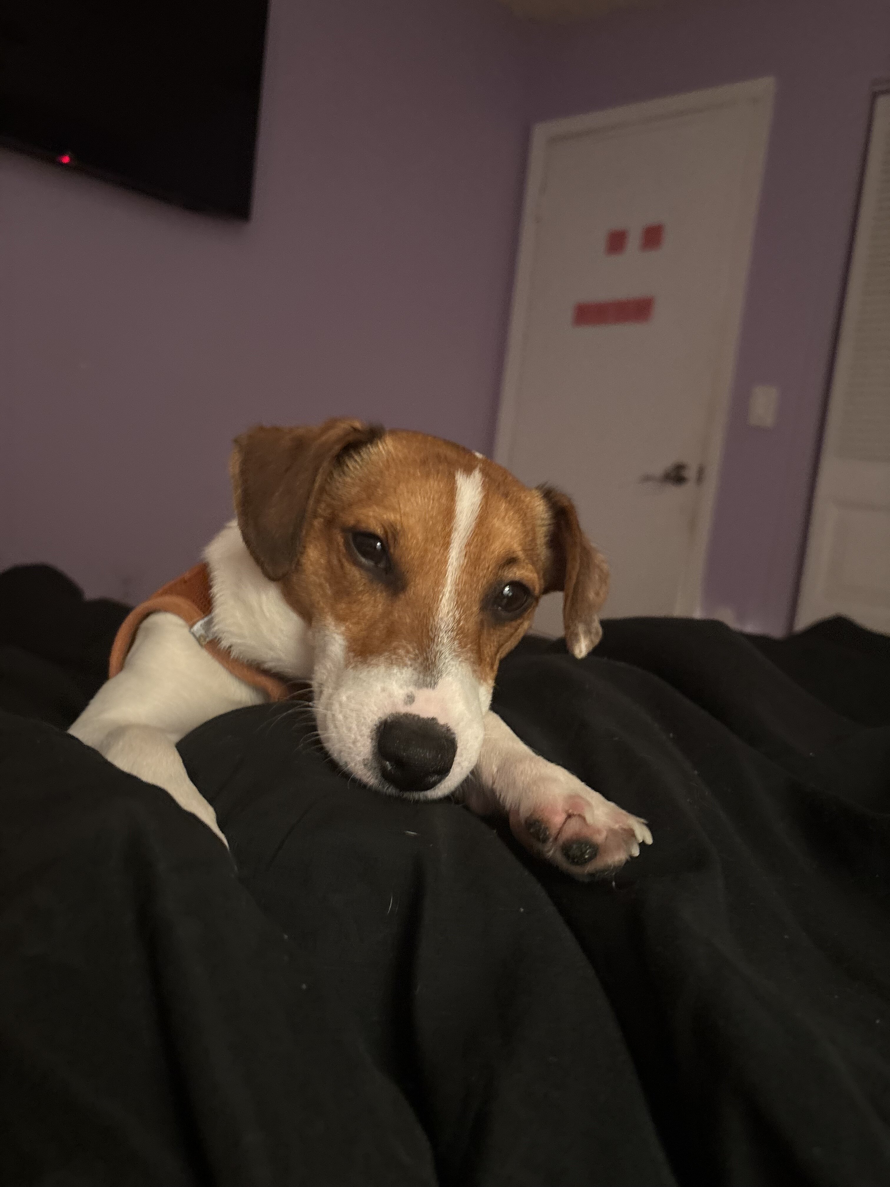 Peanut 11 month old purebred Jack Russell Terrier image 1
