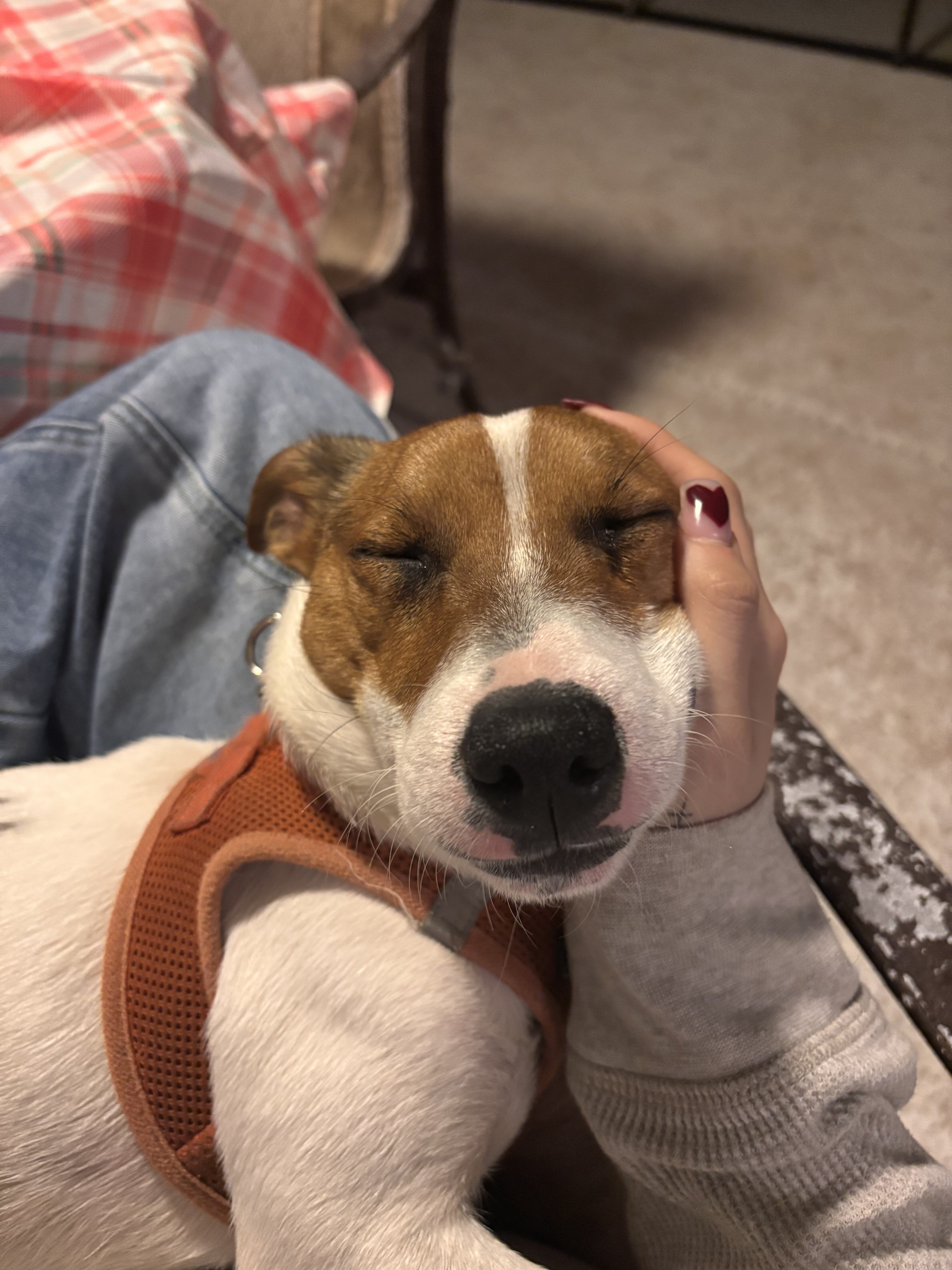 Peanut 11 month old purebred Jack Russell Terrier image 3