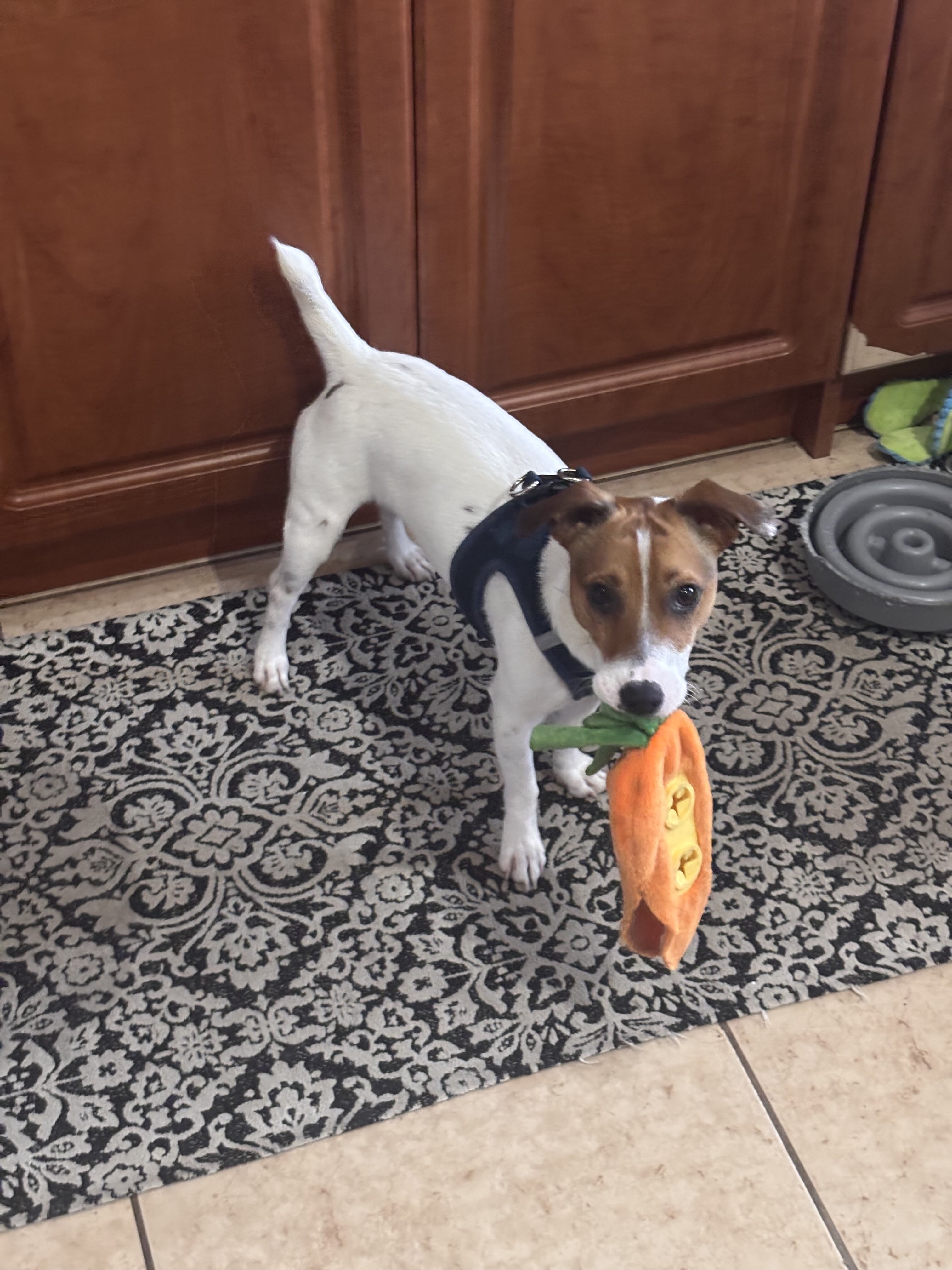 Peanut 11 month old purebred Jack Russell Terrier image 2