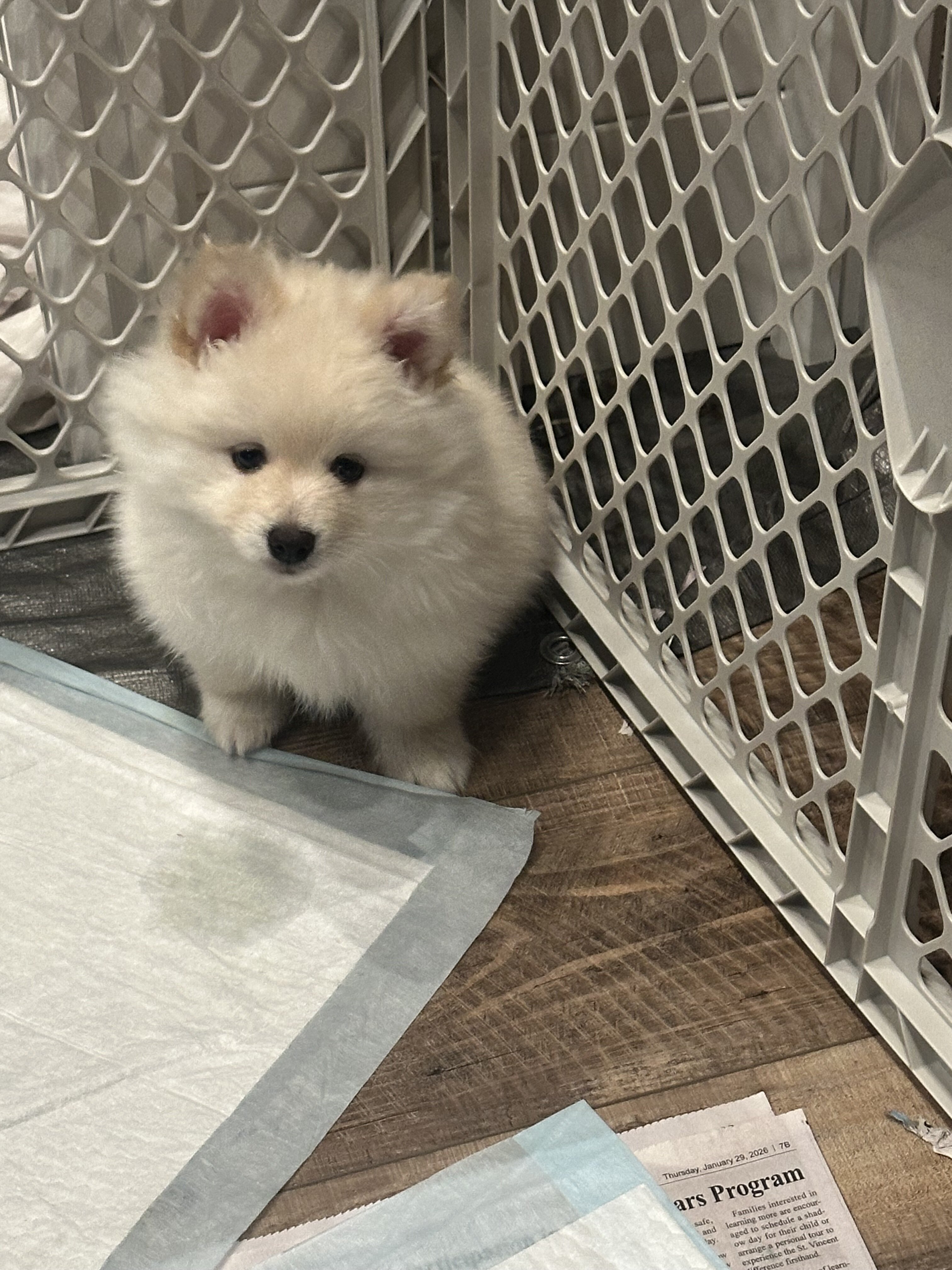 Pomsky puppy image 2