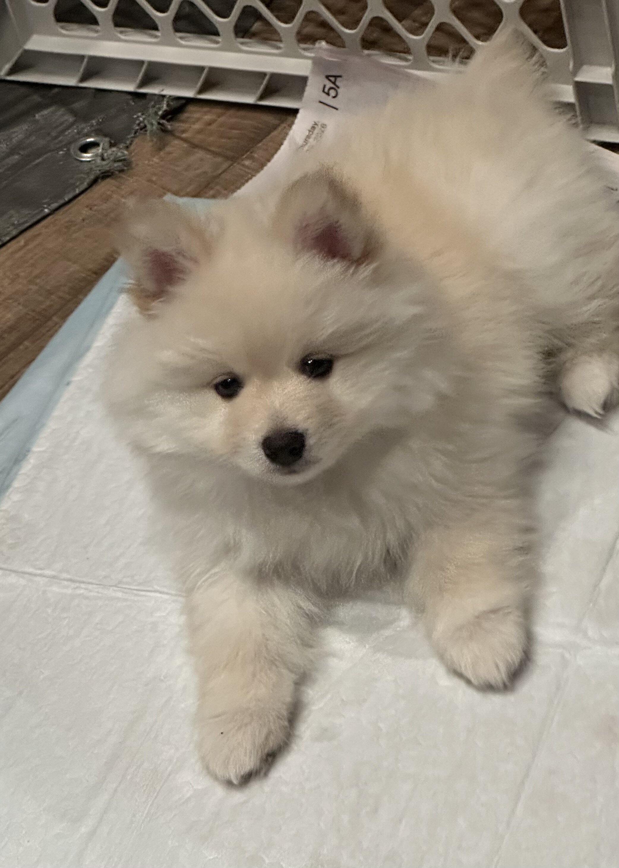 Pomsky puppy image 1