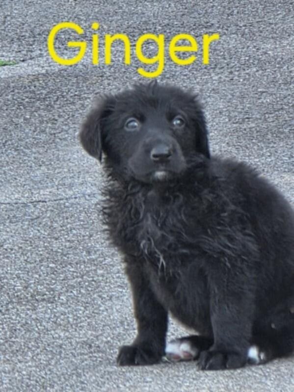 german bernedoodle image 3