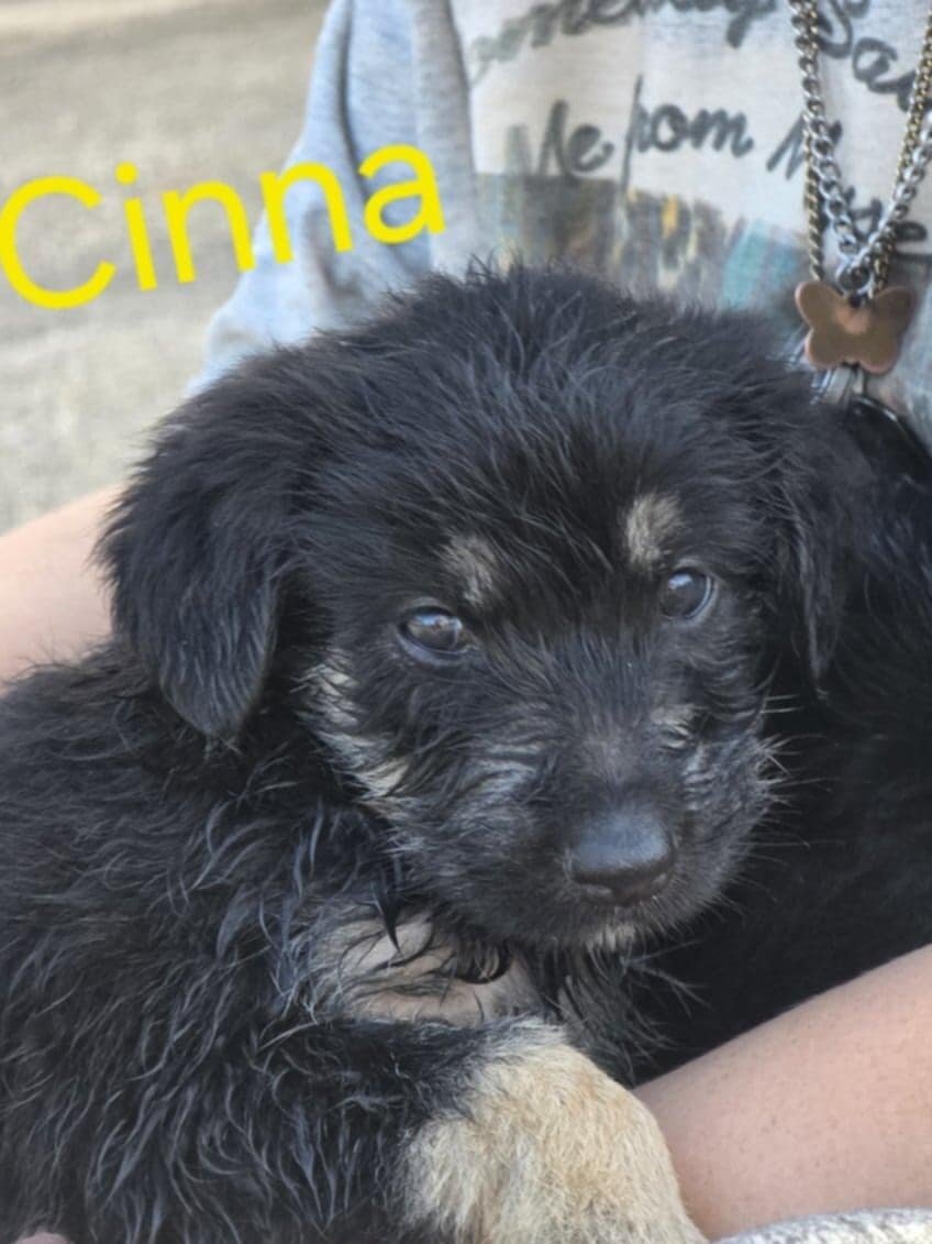 german bernedoodle image 1