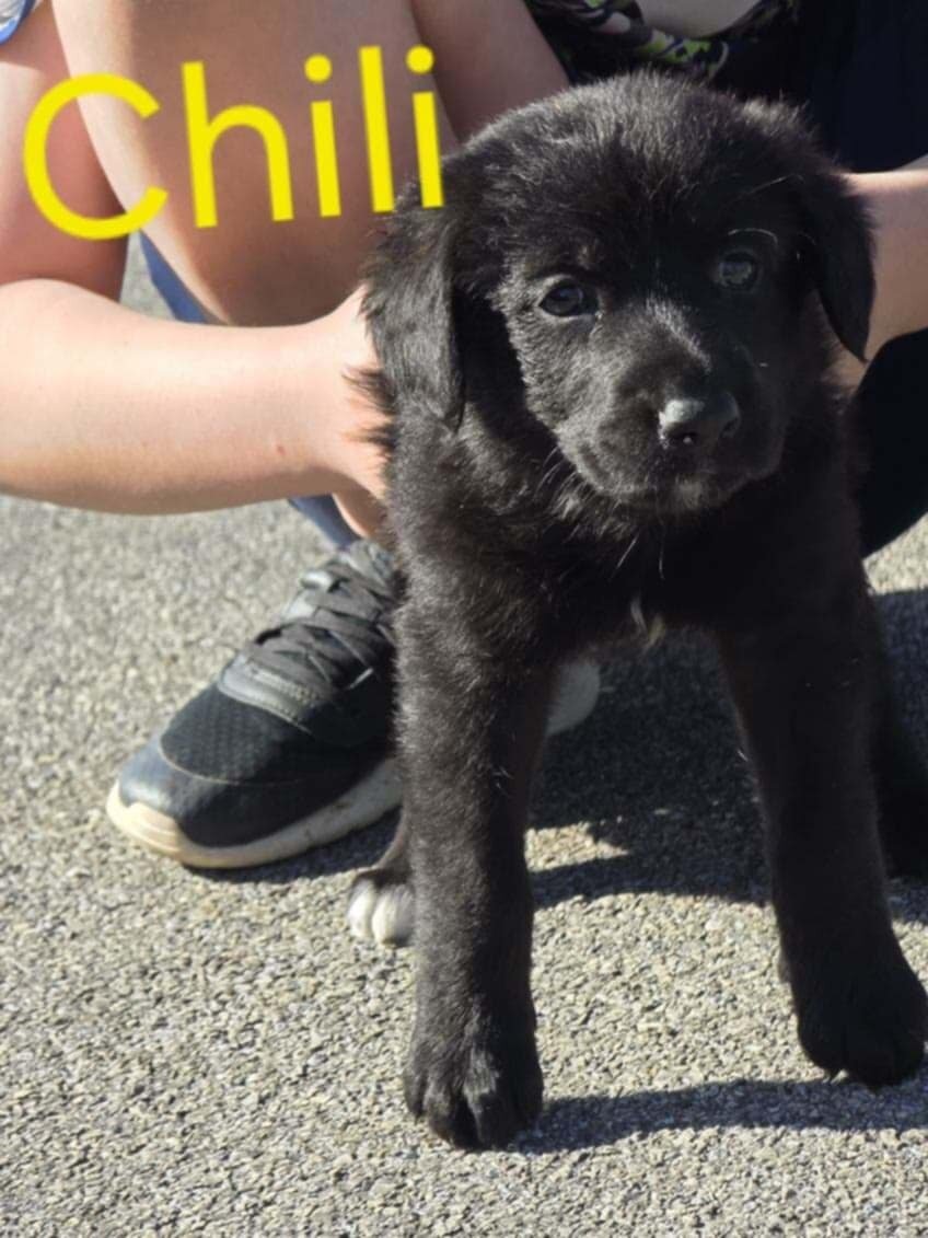 german bernedoodle image 2
